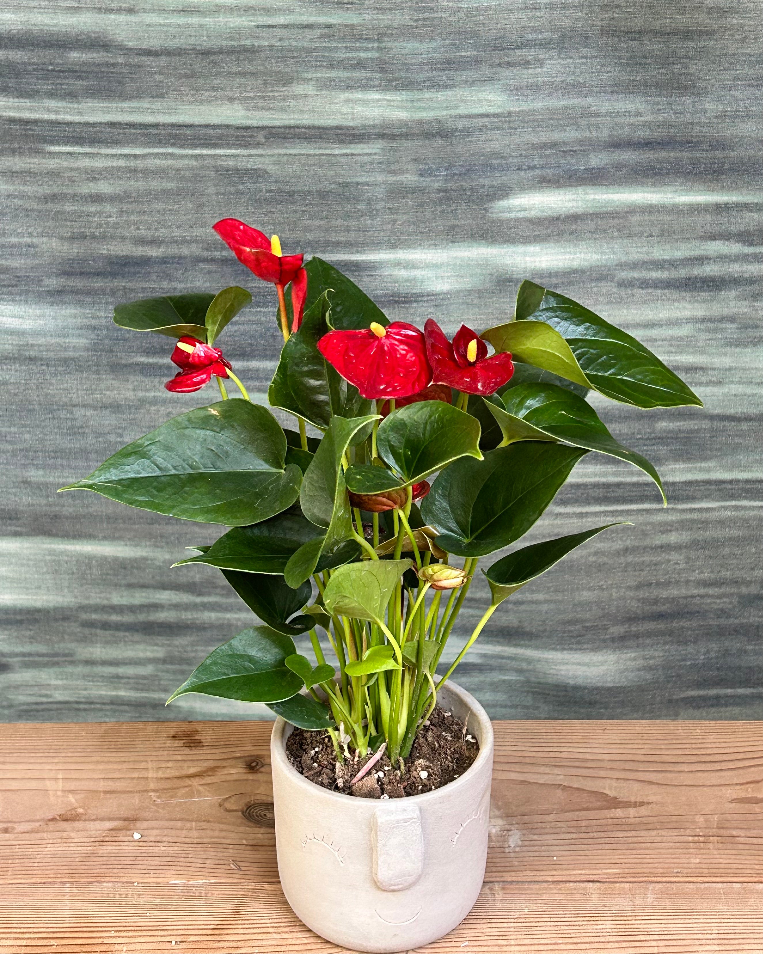 Anthurium Flamingo in Cement