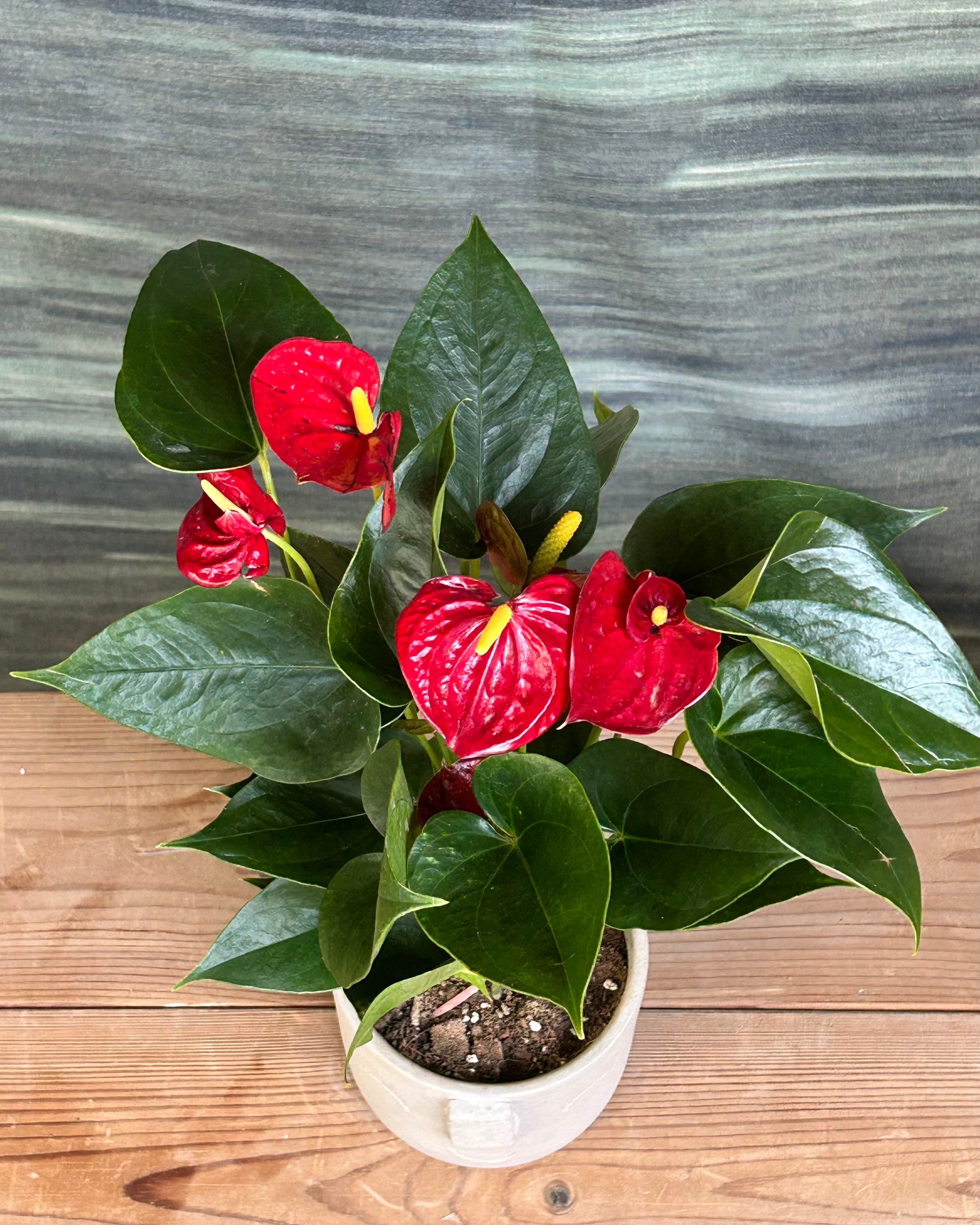 Anthurium Flamingo in Cement