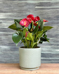 Anthurium Flamingo in Grey Drum