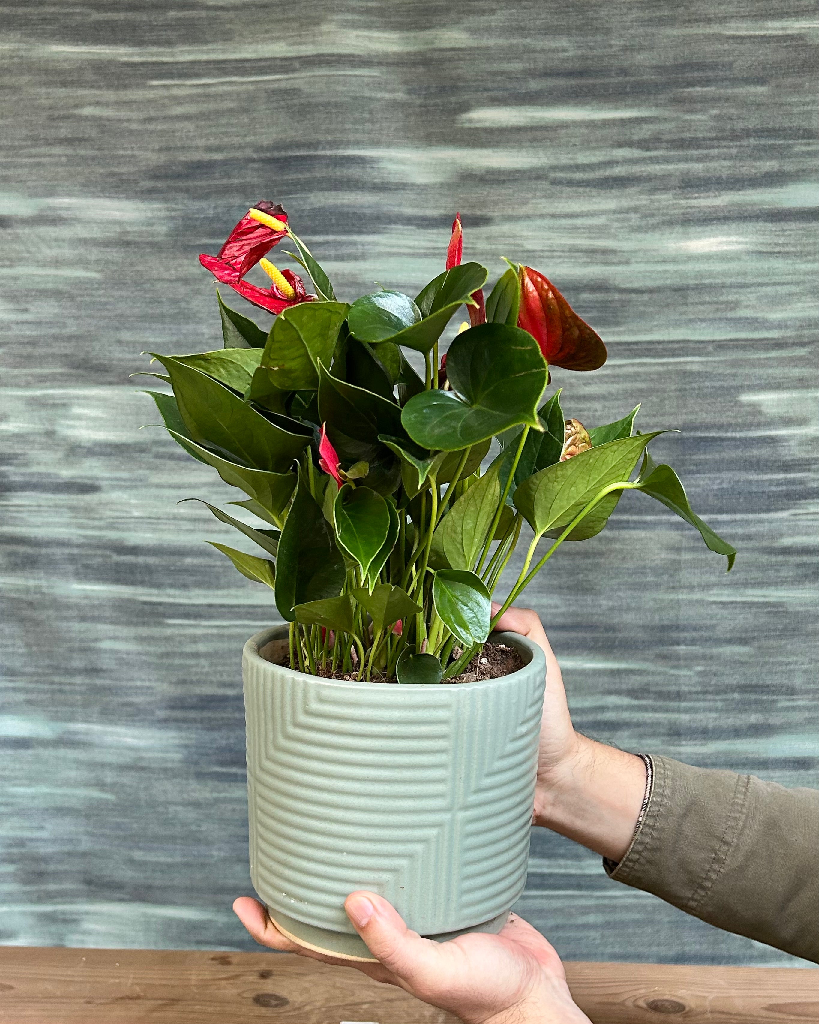 Anthurium Flamingo in Grey Drum