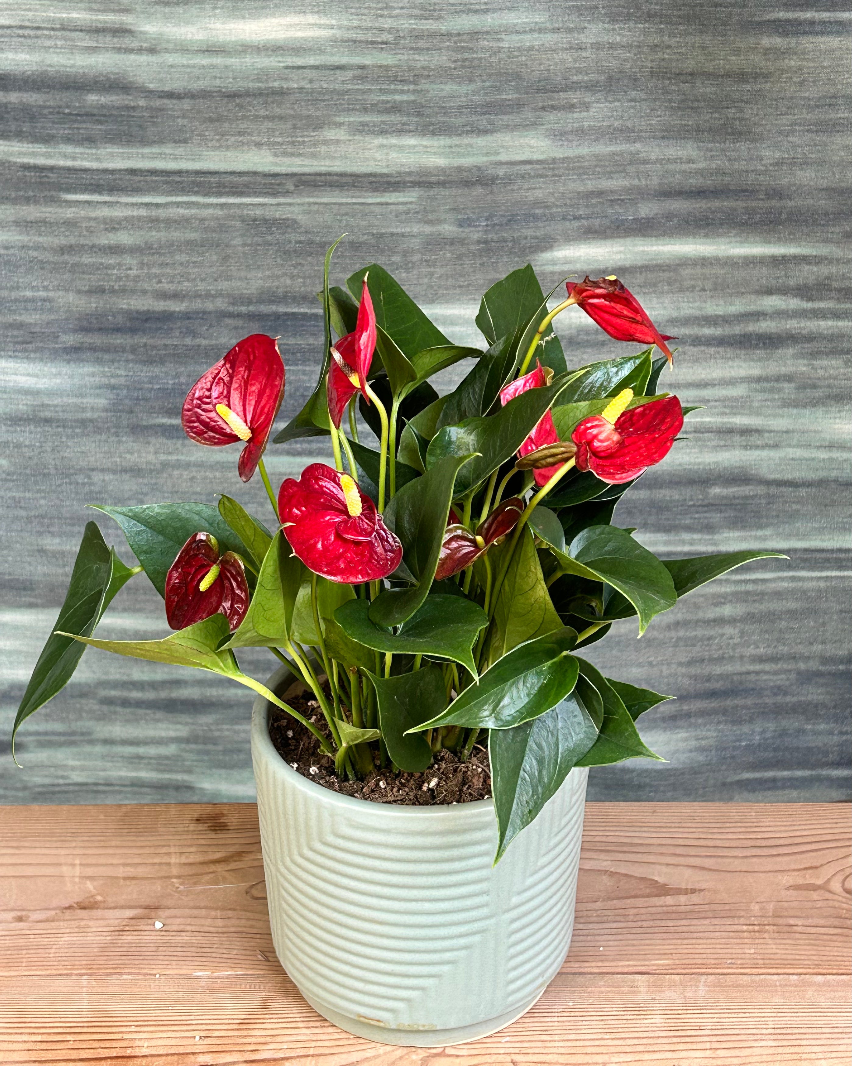 Anthurium Flamingo in Grey Drum