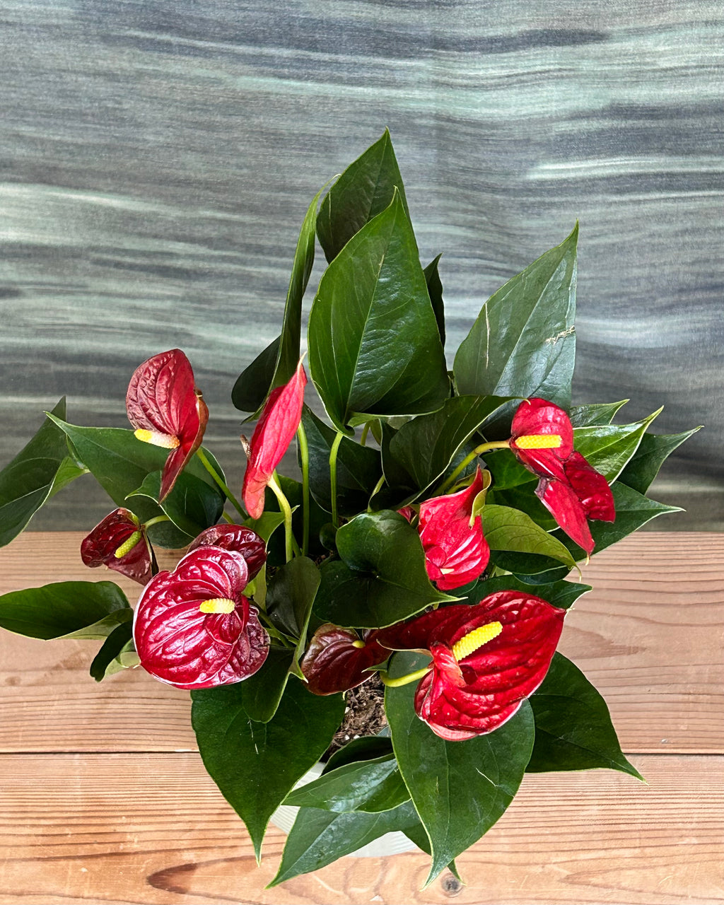 Anthurium Flamingo in Grey Drum