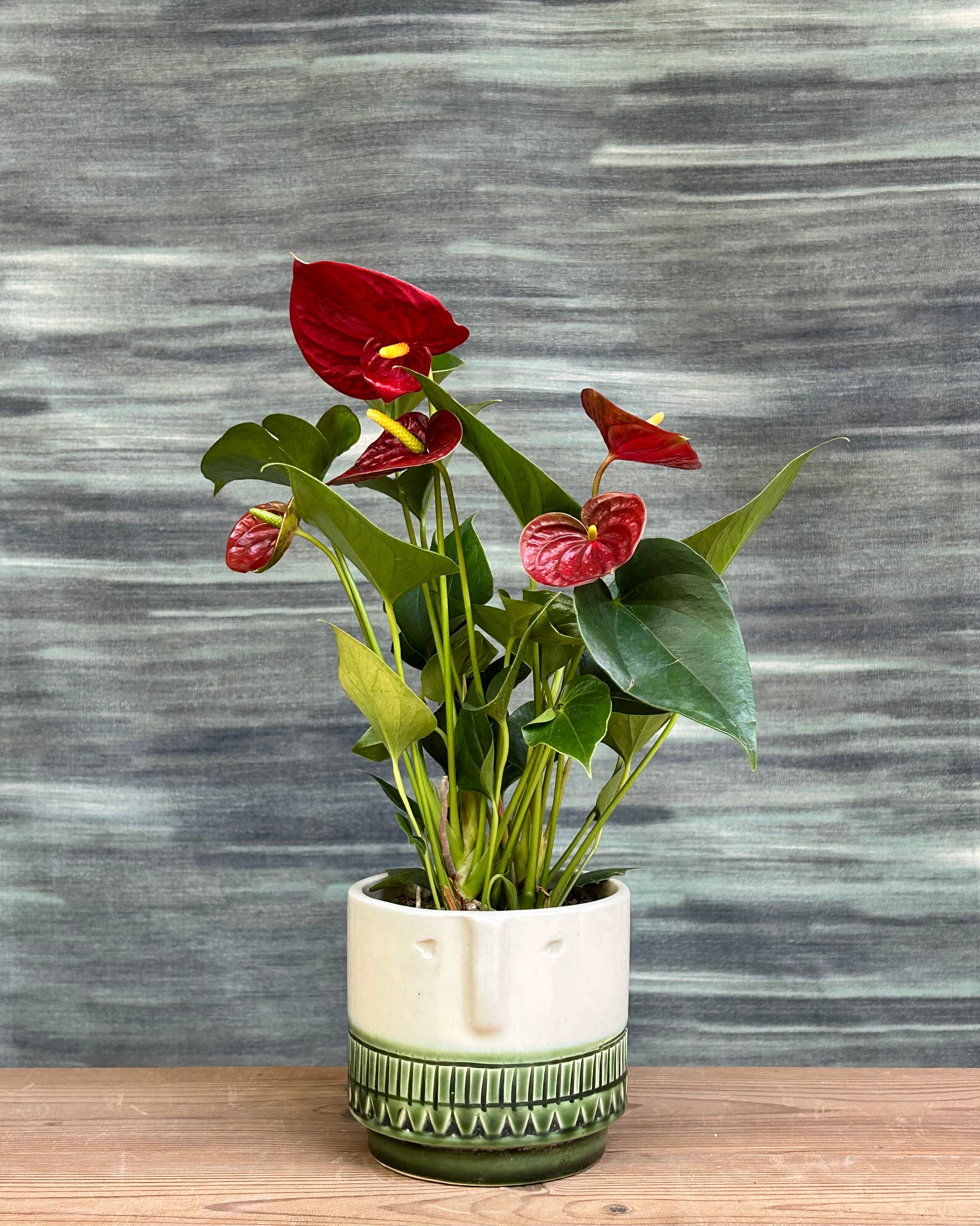Anthurium Flamingo in Tribal Face