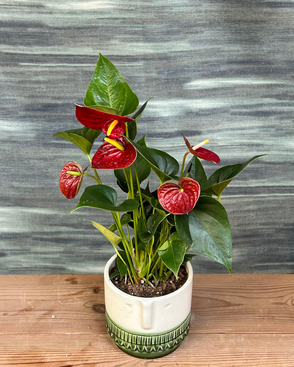 Anthurium Flamingo in Tribal Face