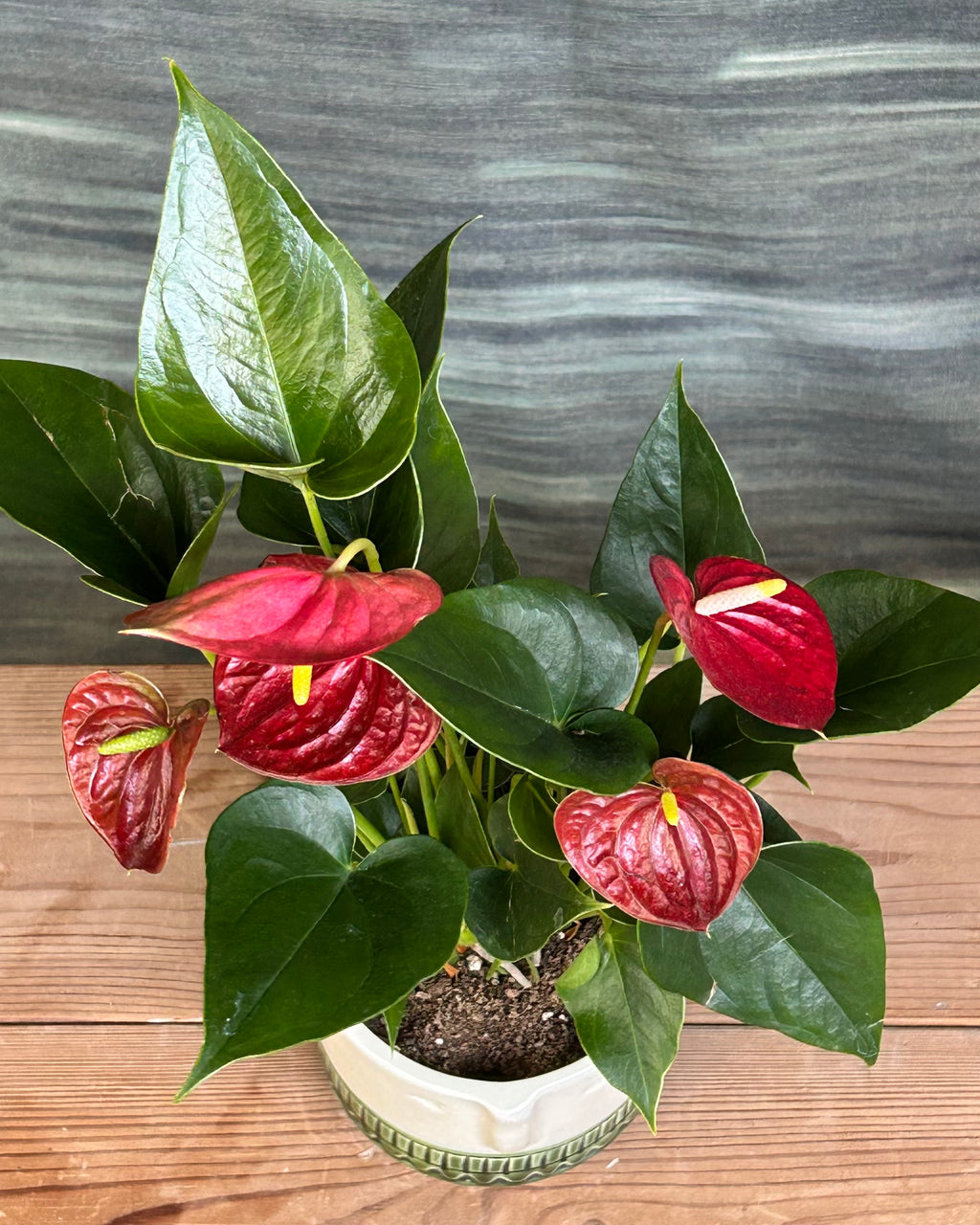 Anthurium Flamingo in Tribal Face