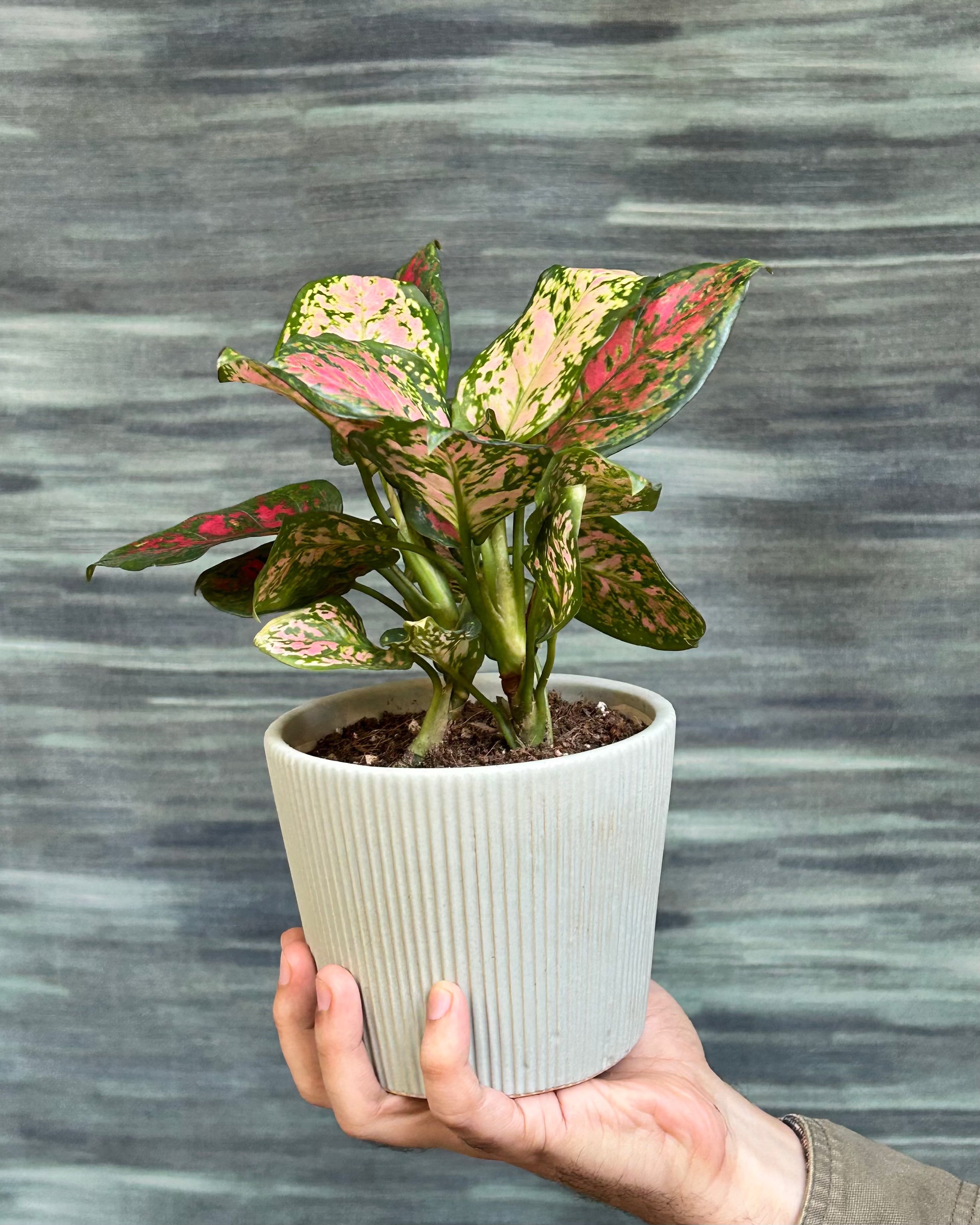 Best indoor plant with pink and red foliage for gifting in Delhi, an easy Aglaonema variety ideal as a premium indoor plant gift for living rooms and bedrooms