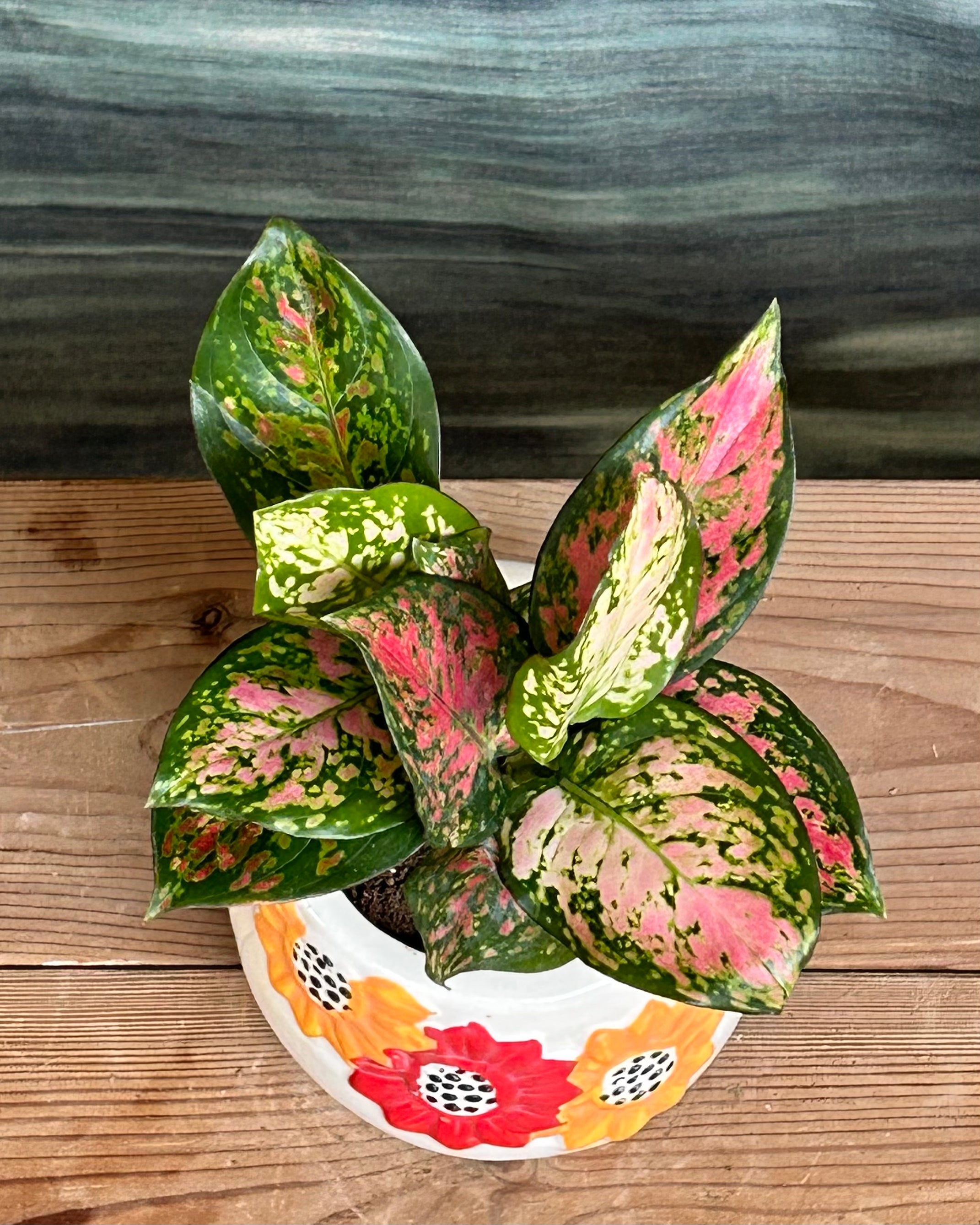 Best indoor plant with pink and red foliage for gifting in Delhi, a premium Aglaonema that adds warmth and personality to living rooms and bedrooms