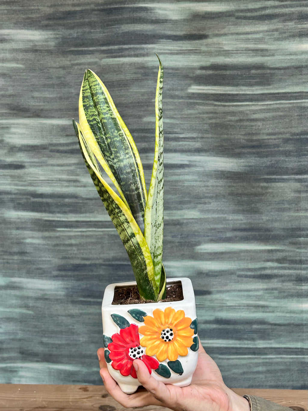 Bird’s nest snake plant Hahnii low maintenance indoor plant styled on desks and side tables
