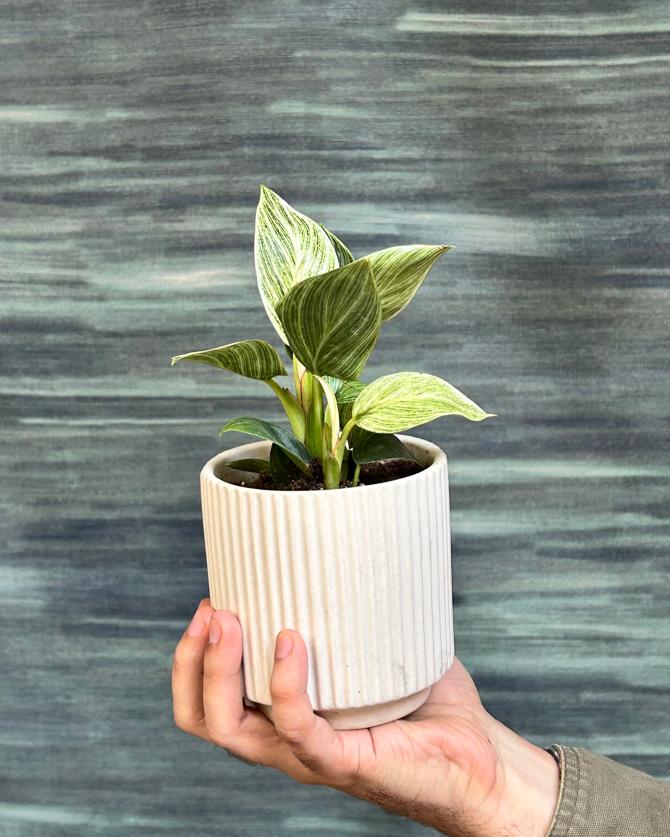 Birkin Philodendron indoor plant with white stripe leaves, suitable for bright indoor spots in Indian homes.