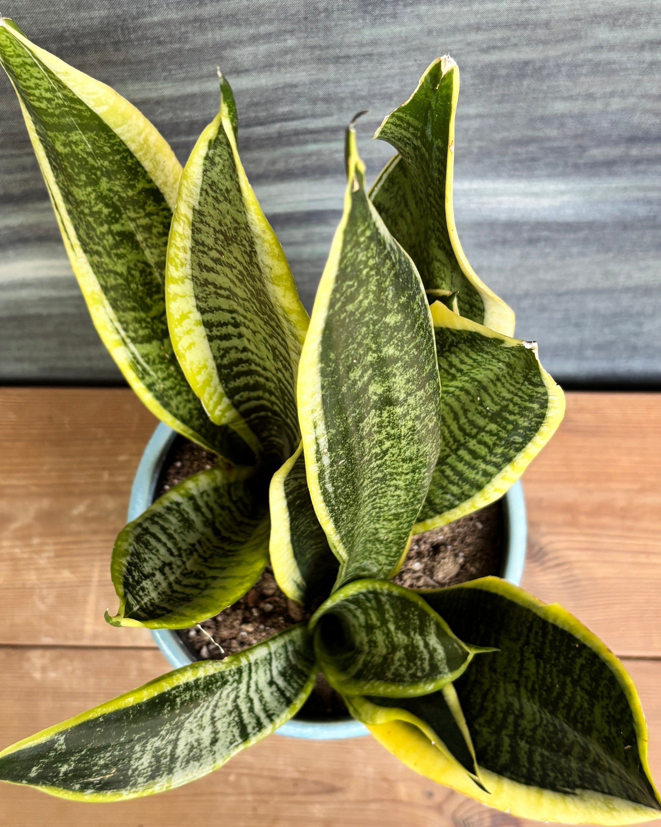 Snake Plant Black Gold in striking blue hexagon ceramic pot – low-light indoor plant for gifting, table-top plant for bedside table, eco-friendly NASA-approved plant gift from Planterie Delhi, plant for low light in Indian homes