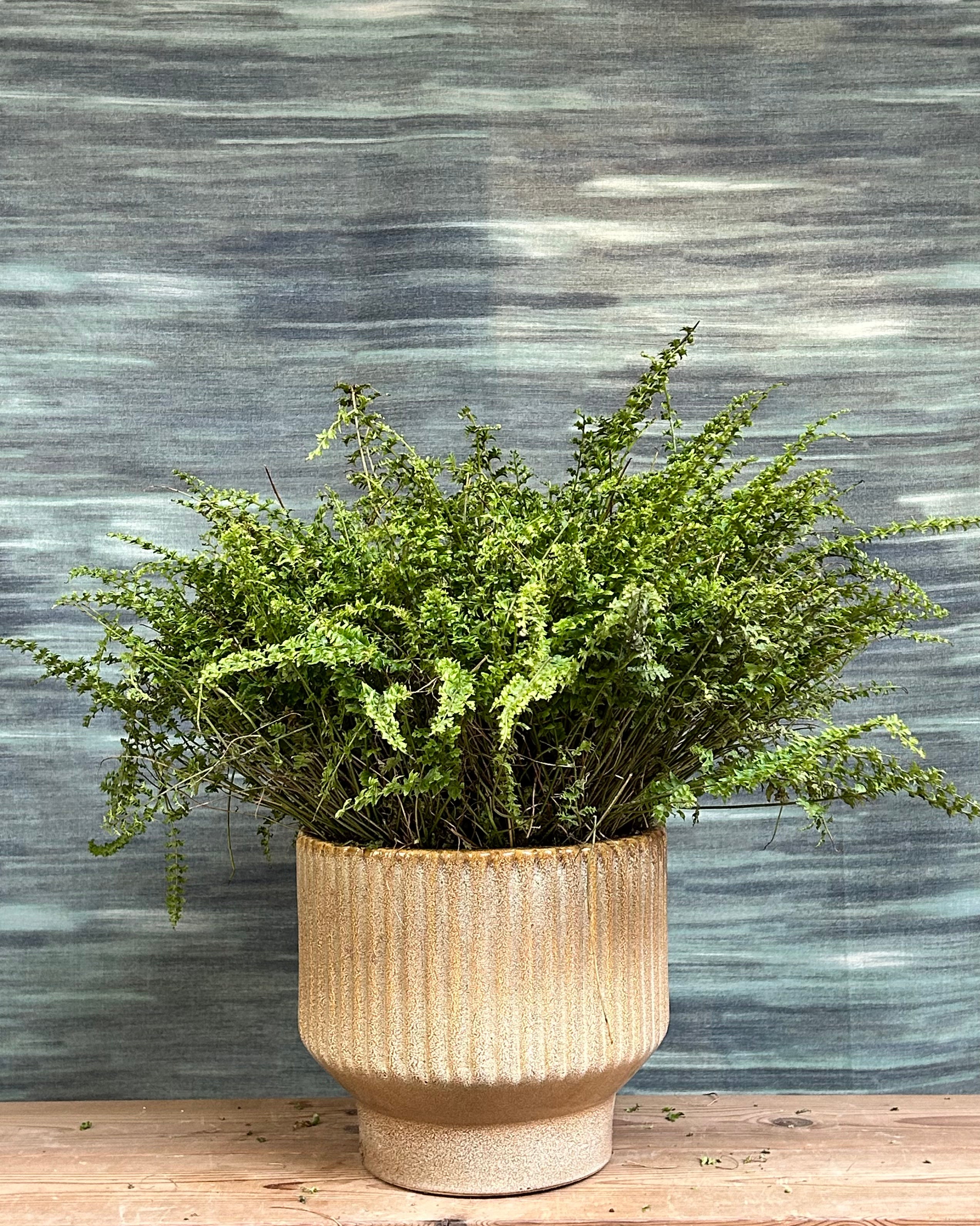 Boston fern floor indoor plant with soft green leaves from Planterie, styled in a pedestal planter for homes in Delhi