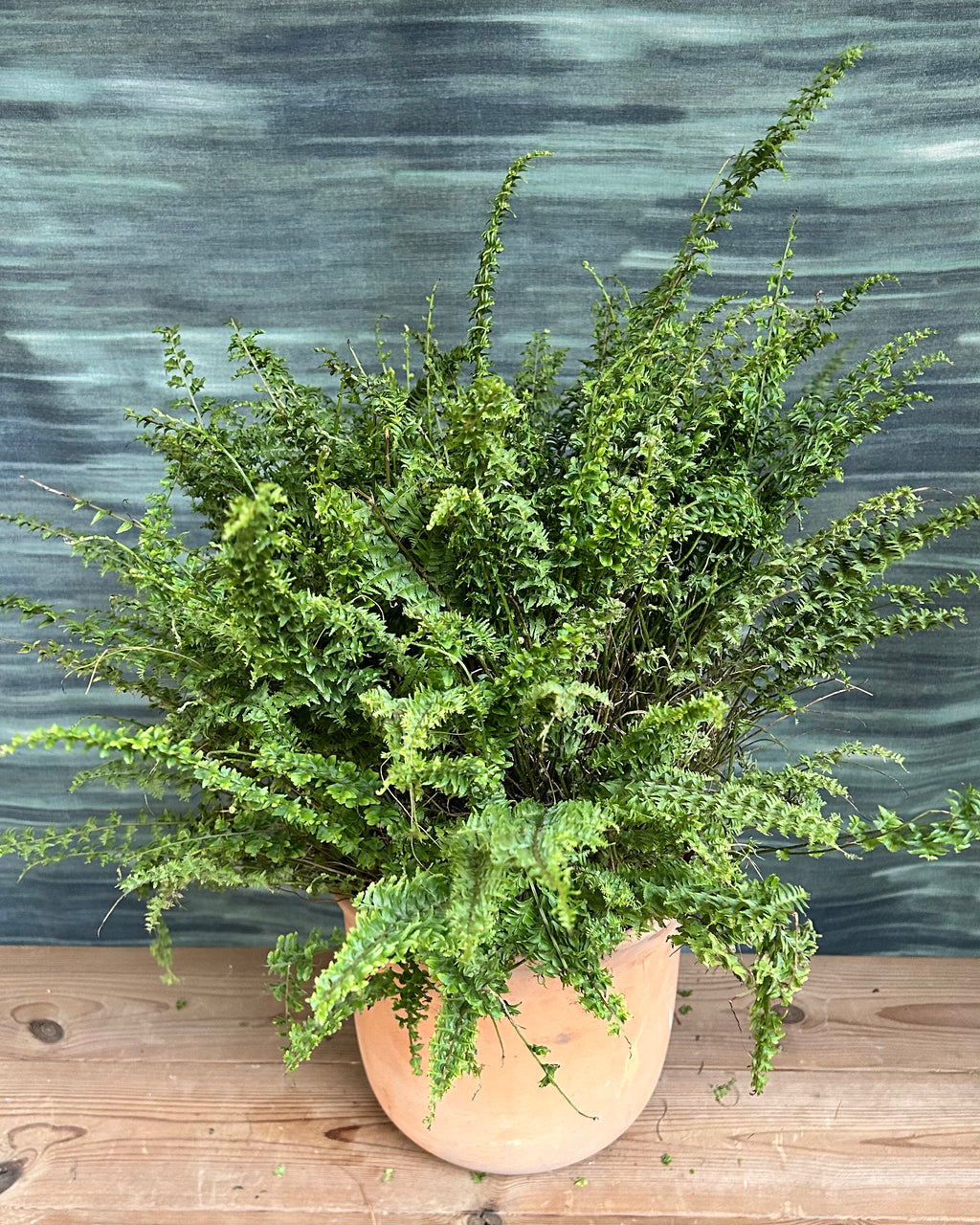Boston fern indoor plant placed in bright, indirect light in an Indian home