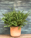 Boston fern indoor plant with soft green leaves from Planterie, suitable for homes in Delhi