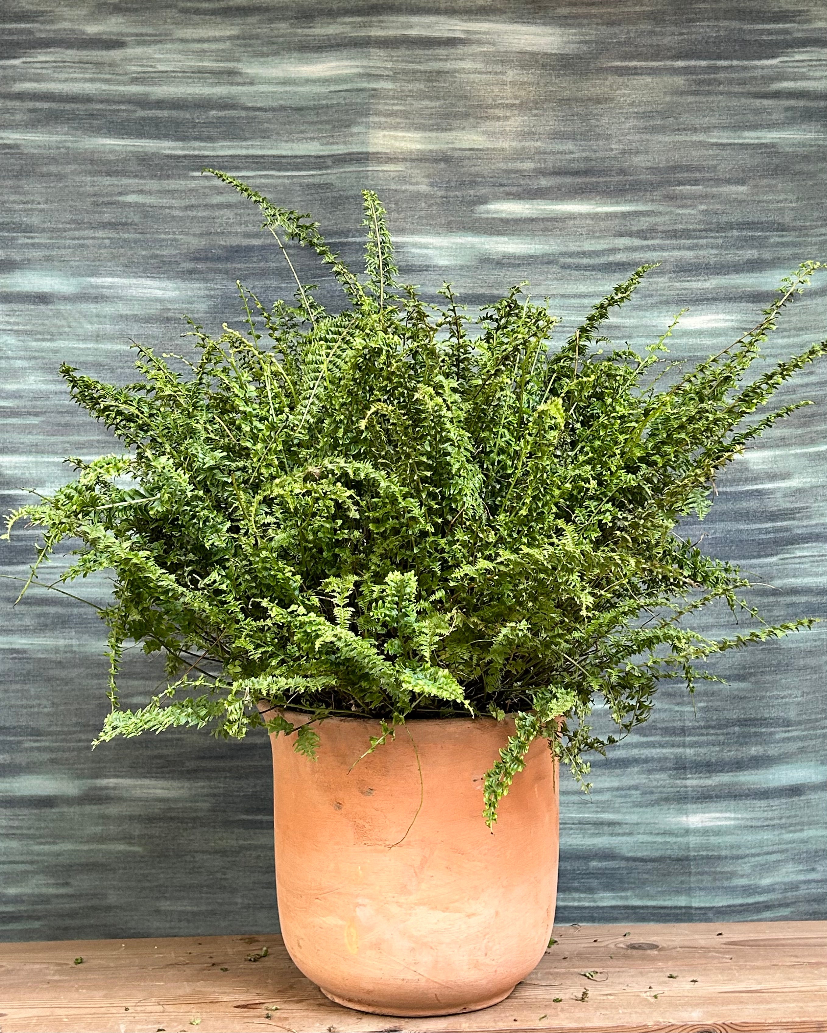 Boston fern indoor plant with soft green leaves from Planterie, suitable for homes in Delhi