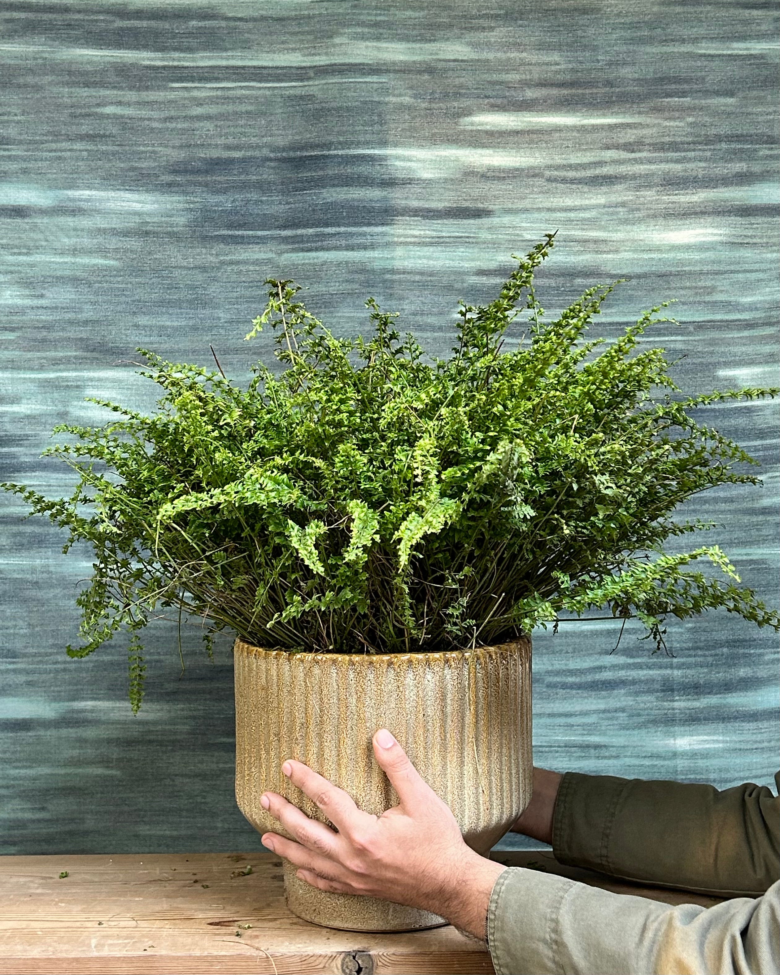 Leafy Boston fern indoor plant placed in a living room corner, suitable for bright, indirect light in Indian homes
