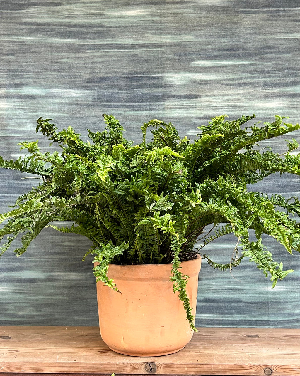 Boston Fern (Nephrolepis exaltata) indoor plant with arching green fronds from Planterie Delhi, ideal for Indian homes