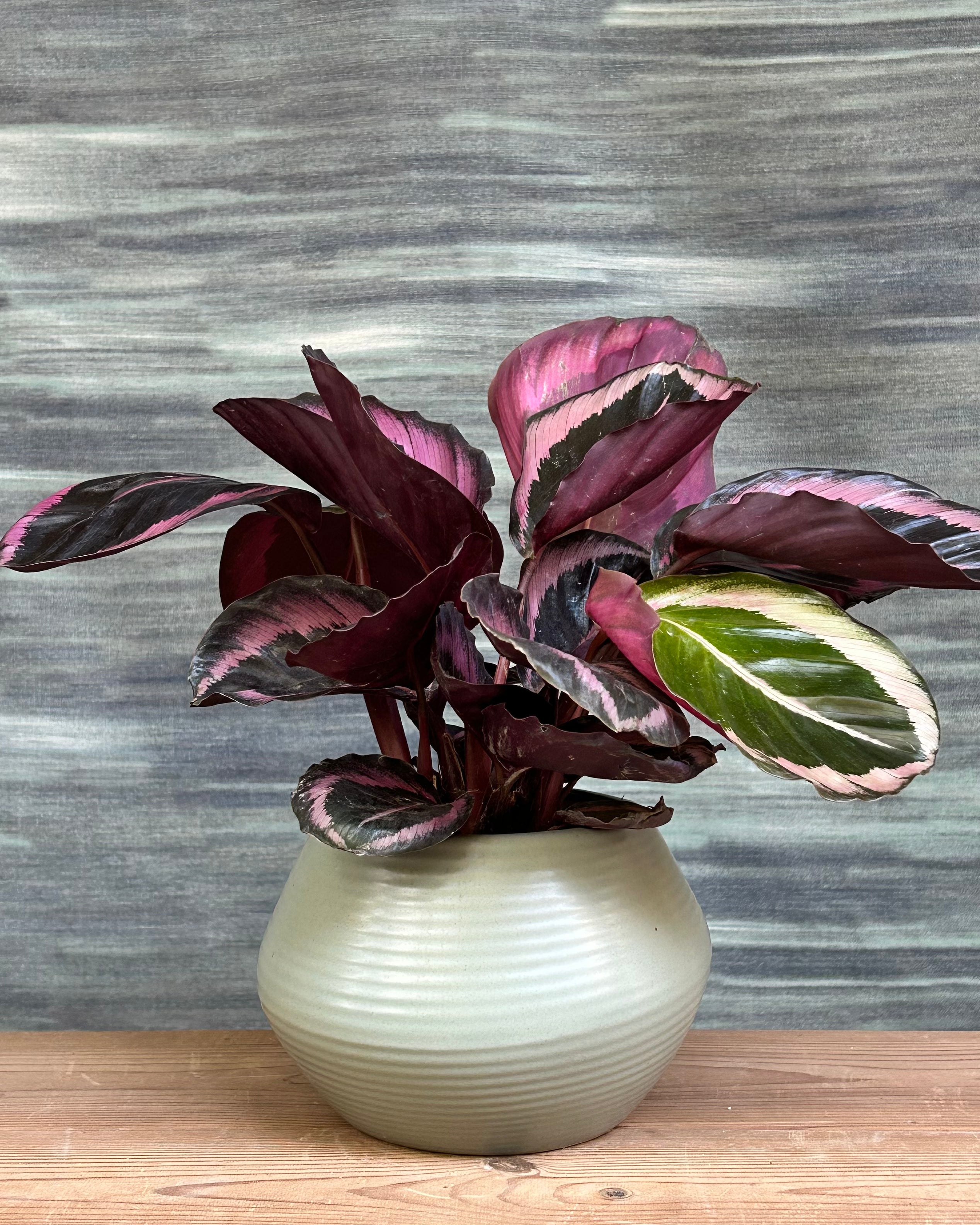 Calathea roseopicta pink leaf indoor plant for modern Indian homes, rose painted calathea with purple undersides in ceramic Sand Dune planter from Planterie, indoor plants in Delhi and table top plant arrangements for centre tables and office desks.