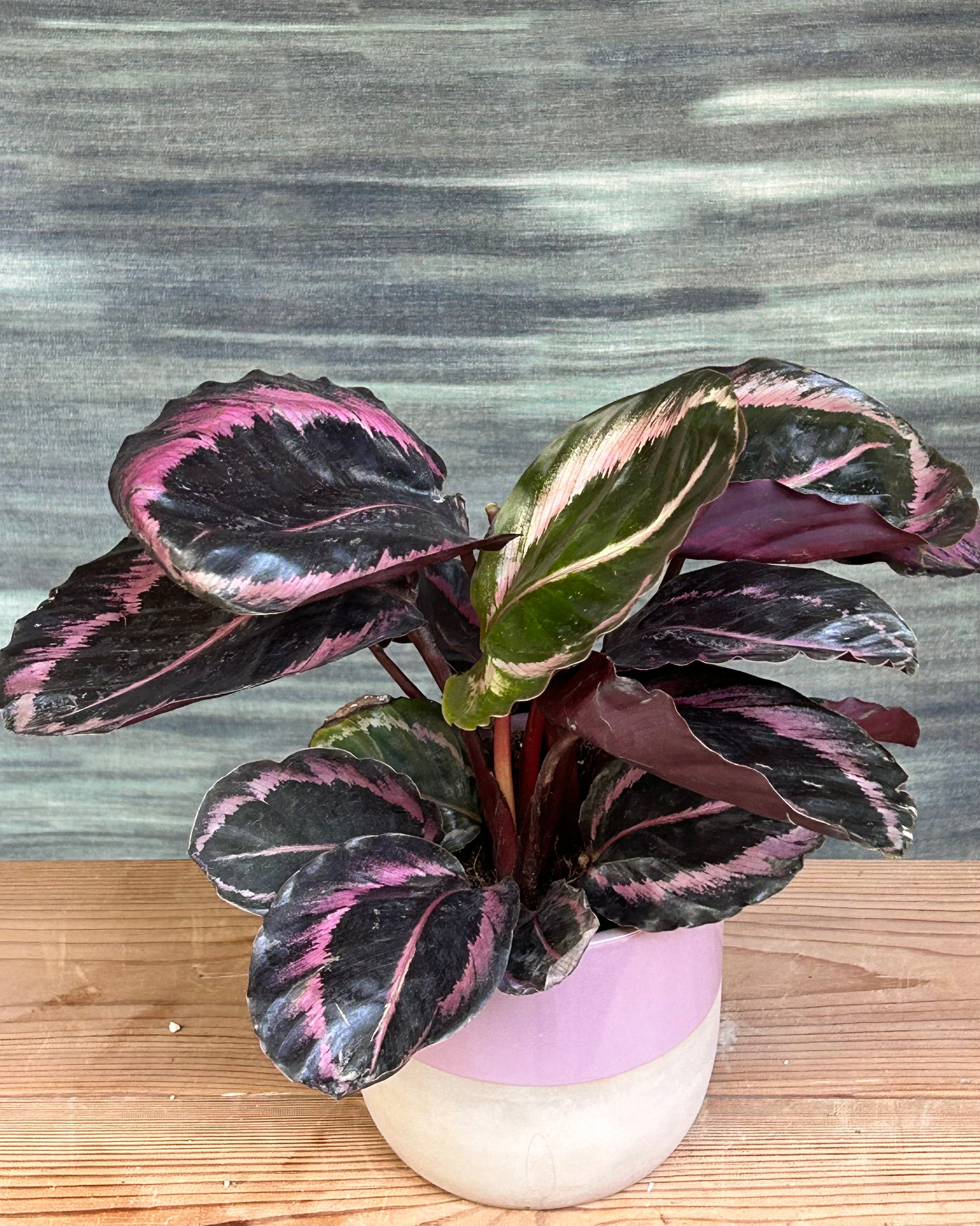 Close foliage view of Calathea roseopicta, also called rose painted calathea and jungle rose, showcasing pink veins and deep green leaves, perfect low light indoor plant for Indian homes and best plants for AC rooms in India