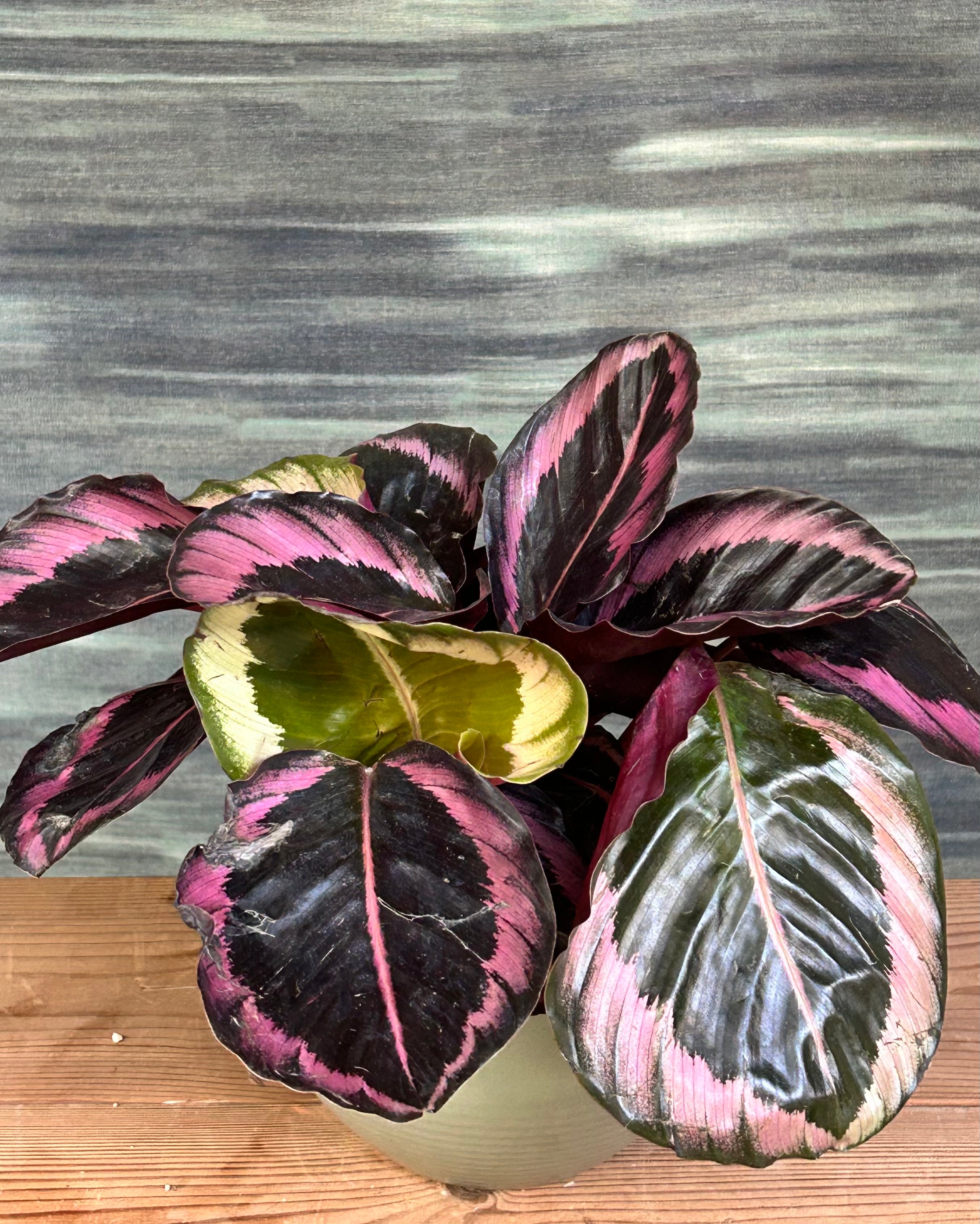 Close up of Calathea roseopicta leaves with pink patterns and purple backs, prayer plant family indoor foliage for living room, stylish centre table plant arrangement in Delhi from Planterie cafe and indoor plant studio in Delhi for plant gifting in Delhi