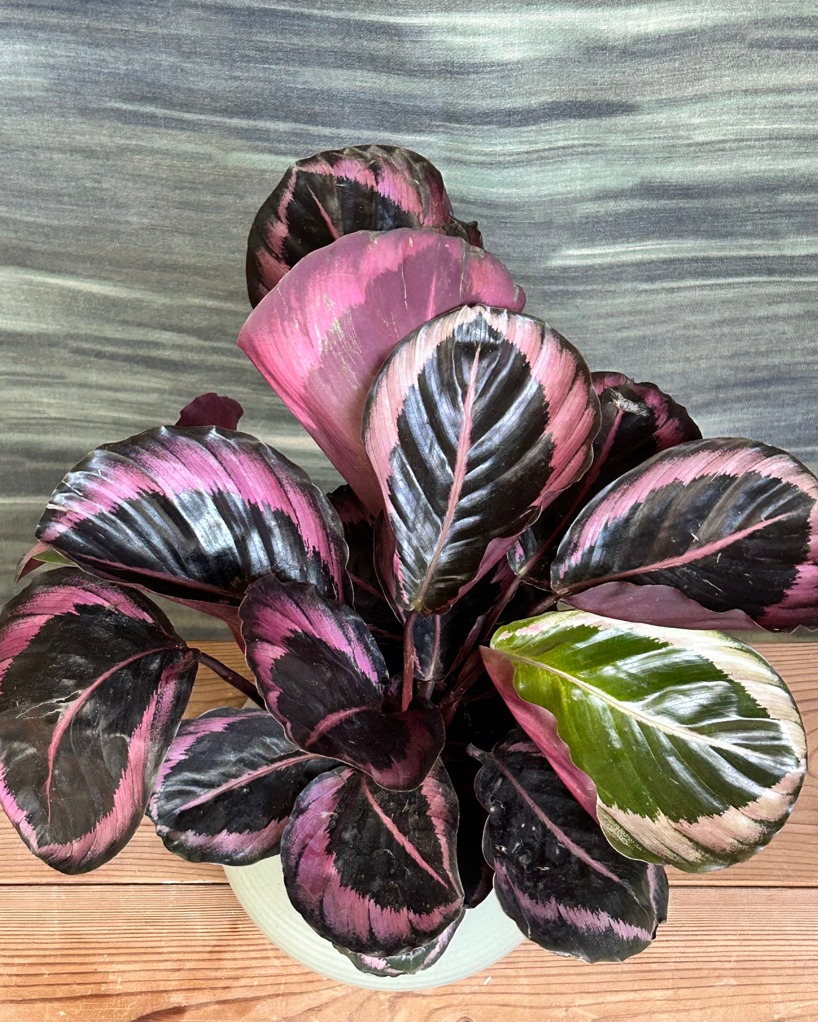 Top view of Calathea roseopicta foliage, also called rose painted calathea and jungle rose, easy indoor plant for AC rooms in India, best indoor plants for homes in Delhi and small apartments, indoor plant care in Delhi with low light friendly leaves.