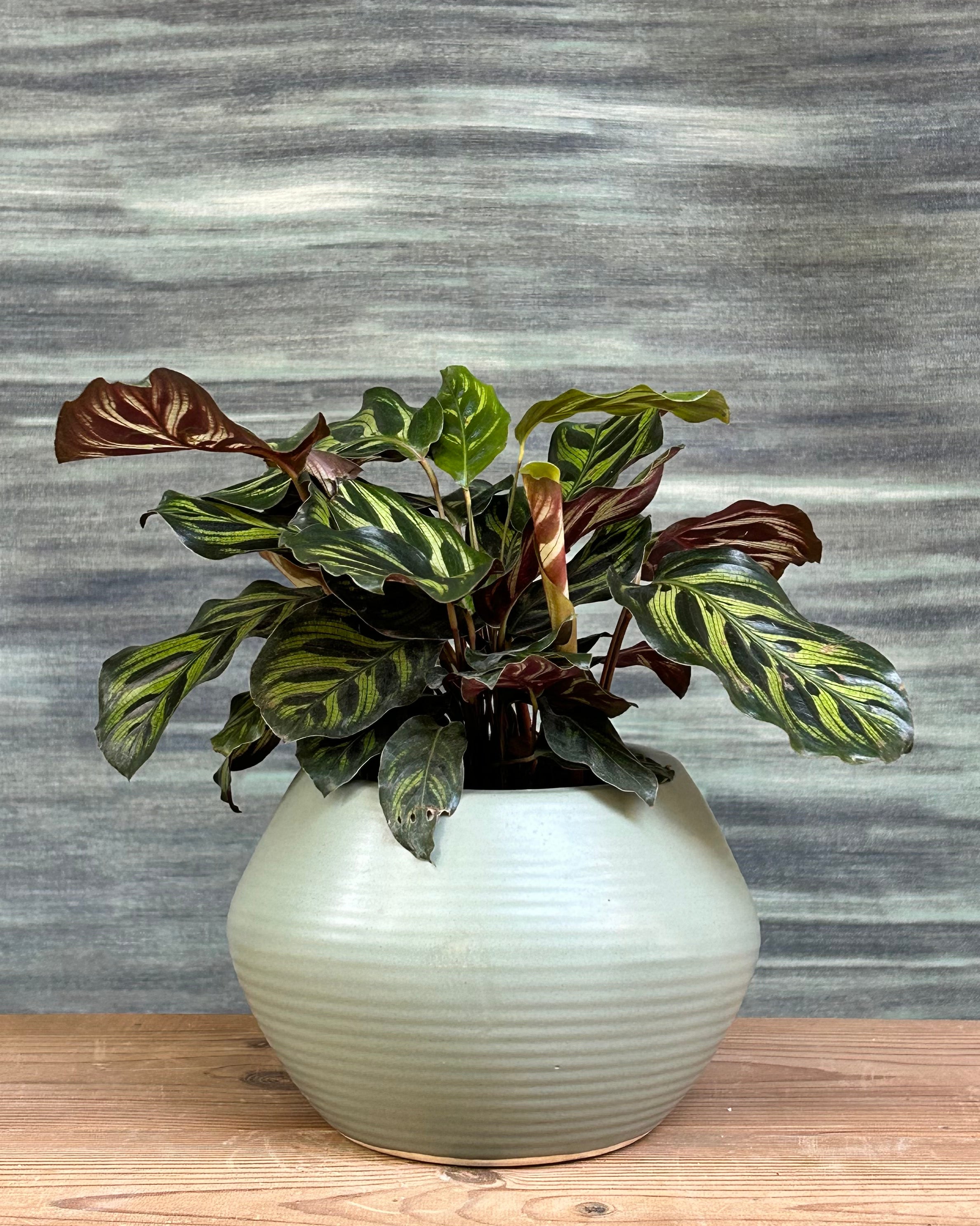 Peacock Calathea in Sand Dune