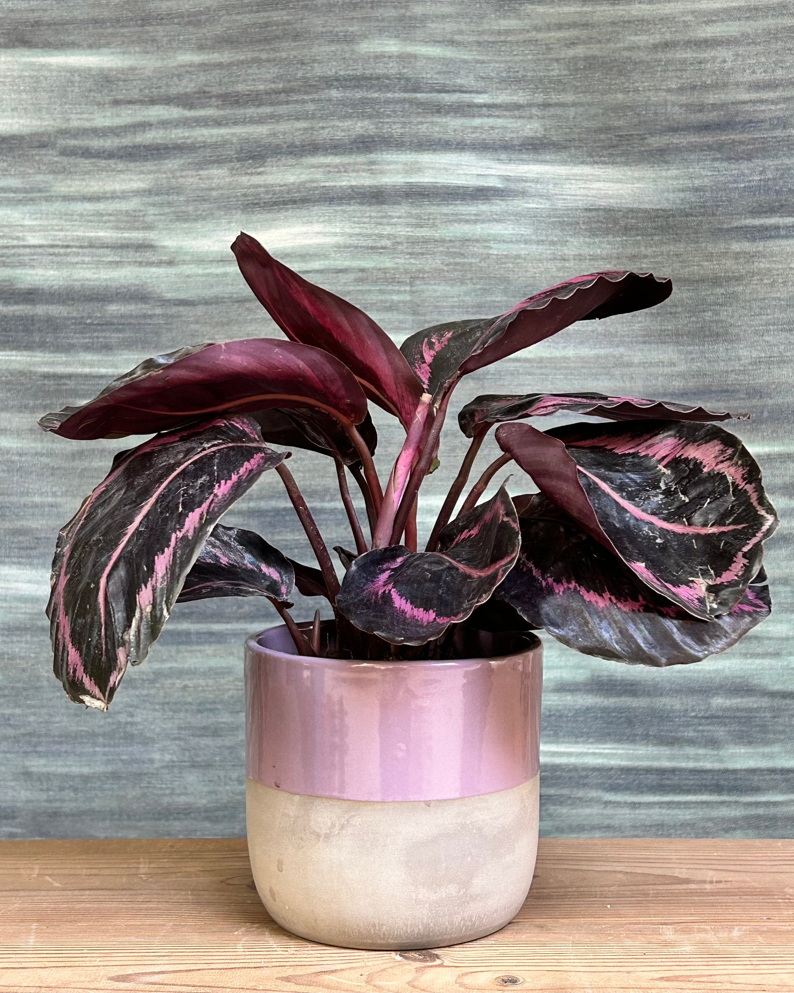 Calathea Roseopicta in Dual Tone