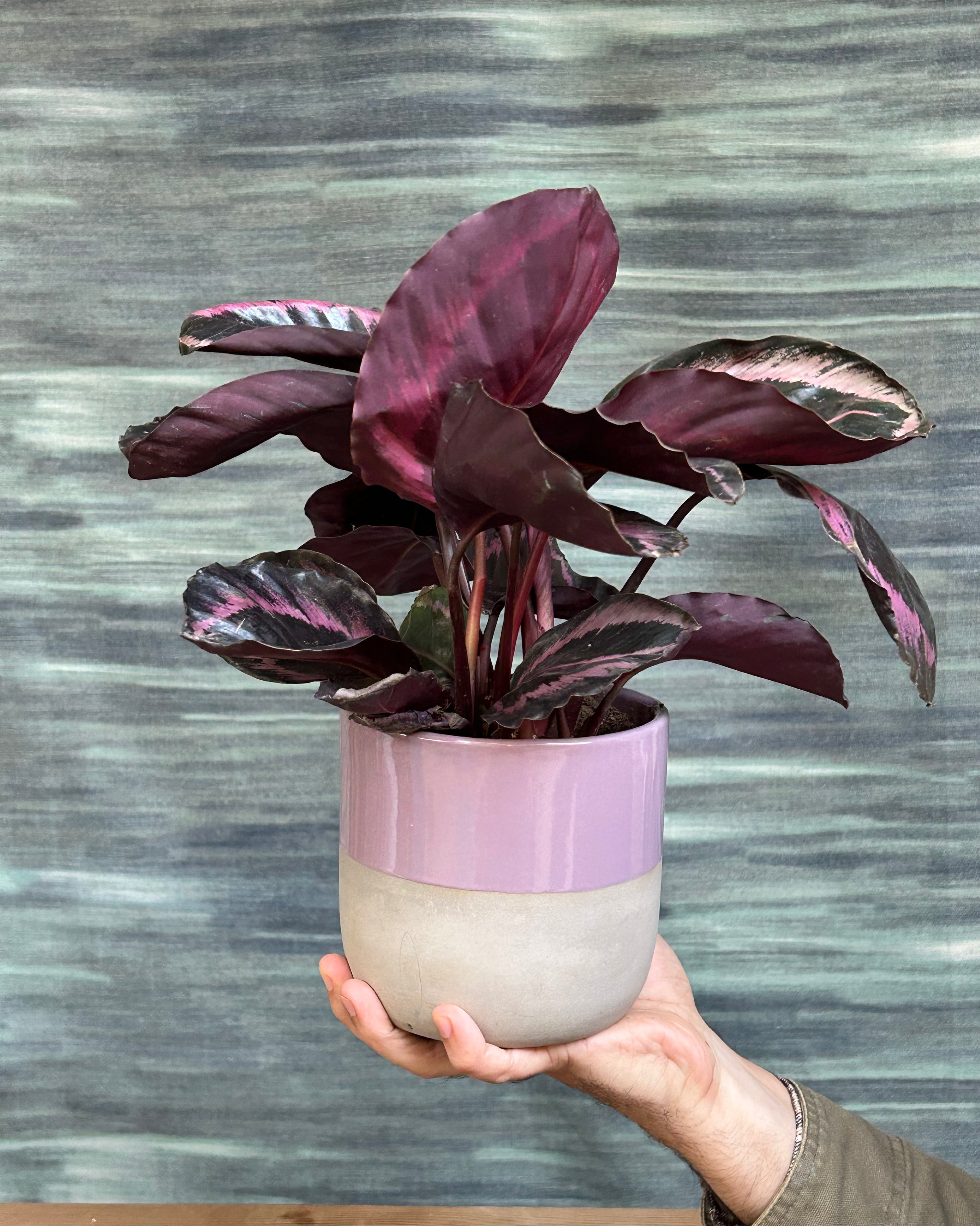 Calathea Roseopicta in Dual Tone
