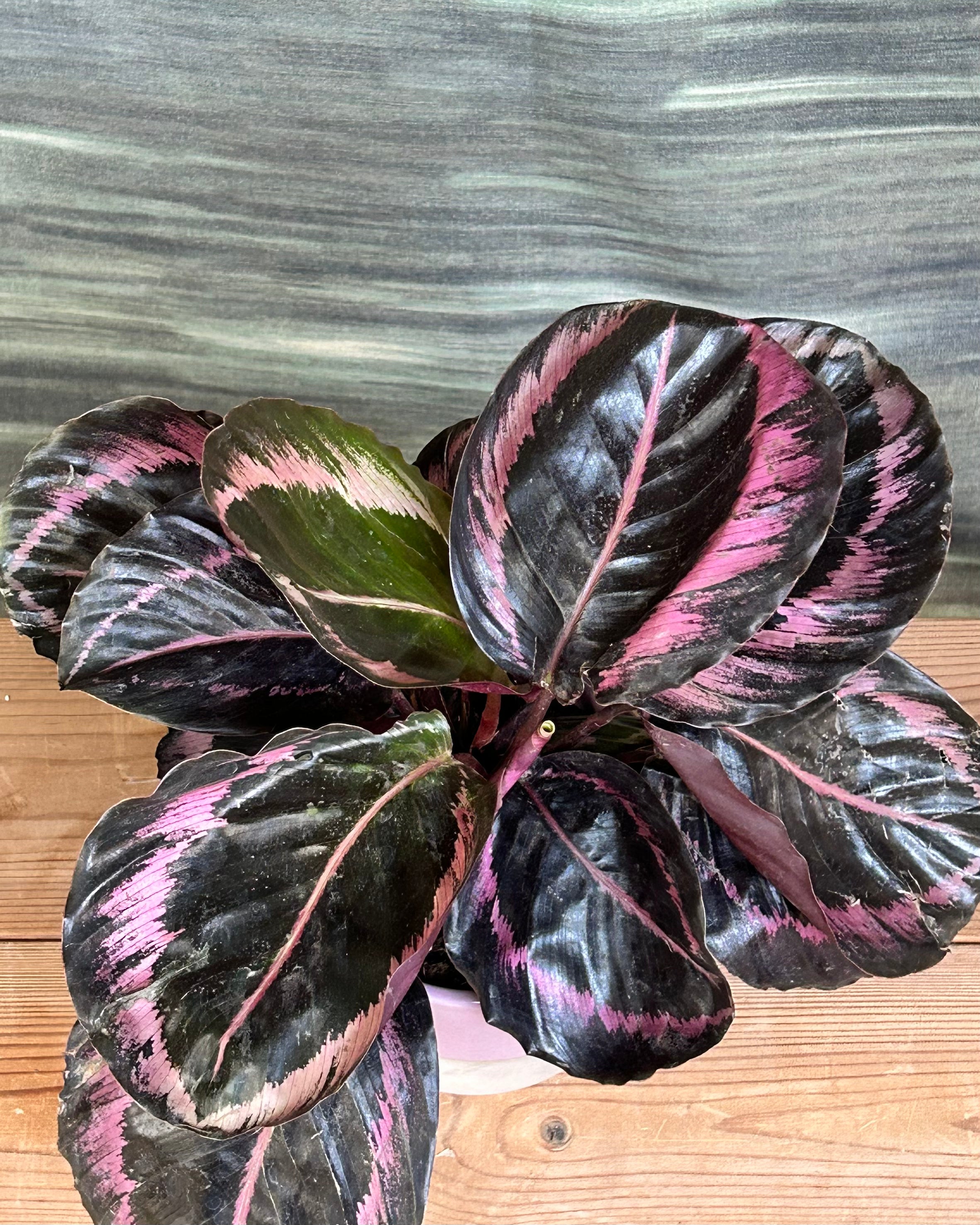 Calathea Roseopicta in Dual Tone
