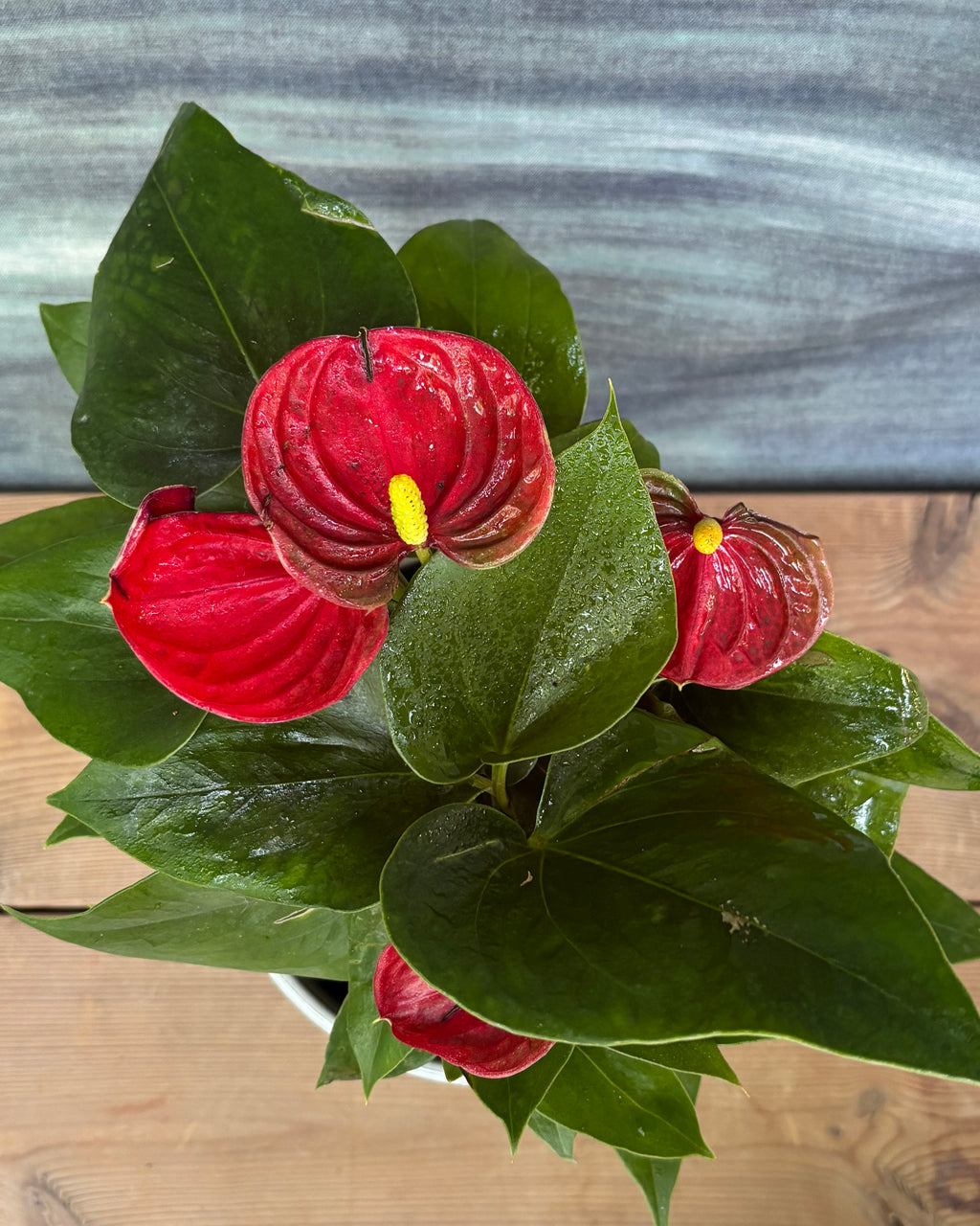 Anthurium Flamingo in refined ceramic plated pot – low-maintenance blooming indoor plant for gifting, table-top plant for bedside table, ecofriendly plant gift from Planterie Delhi, bright shade plant for Indian homes