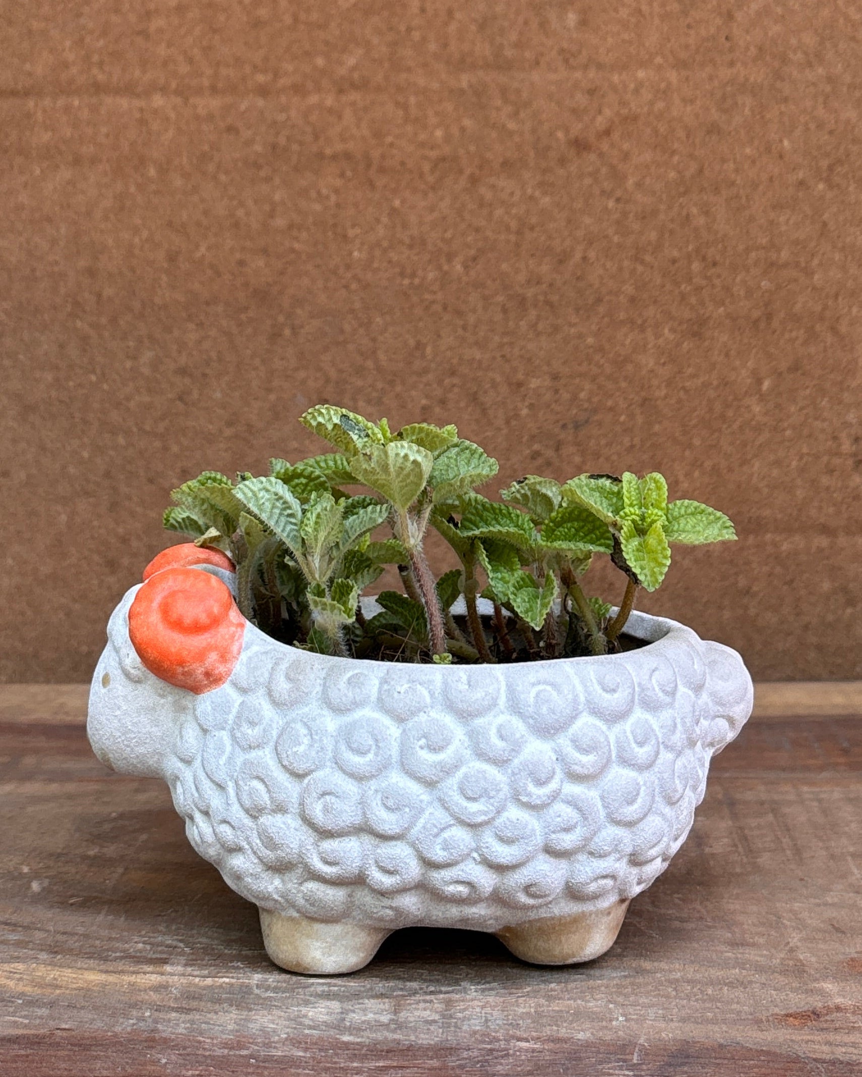 Chinese money plant perfect for indoor plant gifting and office desk plants India with easy care requirements for World Environment Day