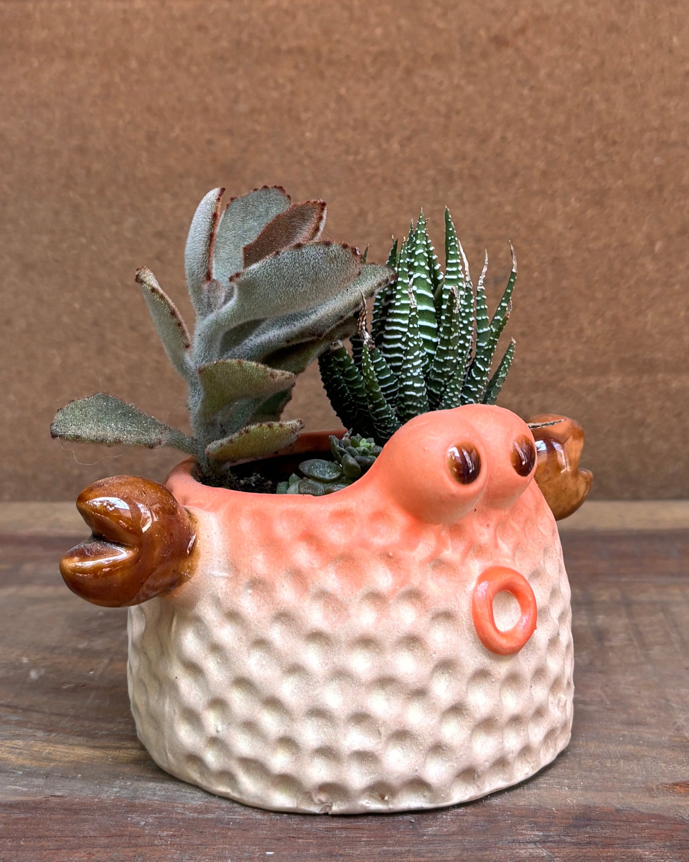 Coastal themed succulent premium plant gifts India from Planterie cafe available as indoor plants online India for World Environment Day