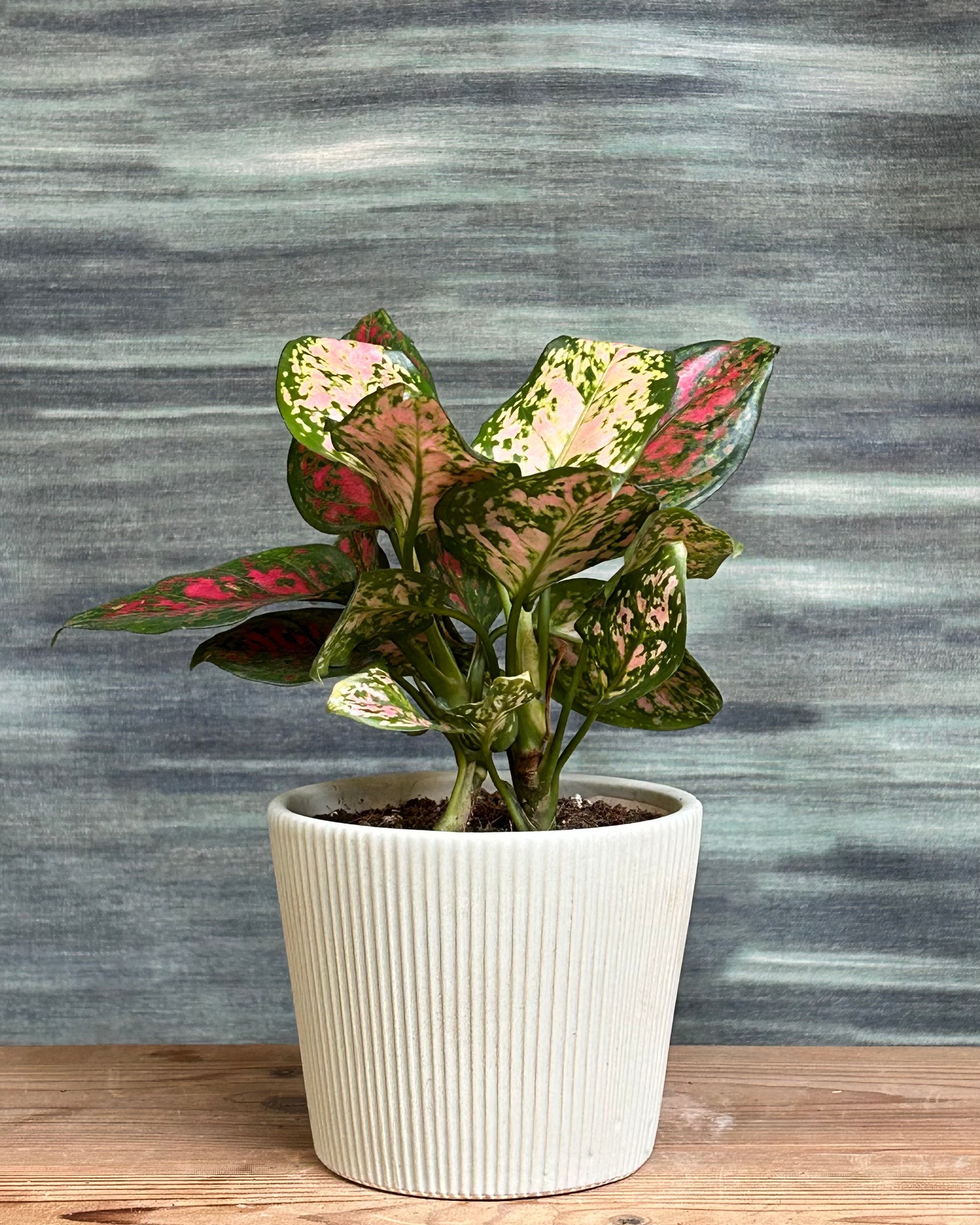 Colourful indoor plant with red and pink leaves, also known as Aglaonema Red Pink, perfect for indoor plants in Delhi apartments and AC rooms