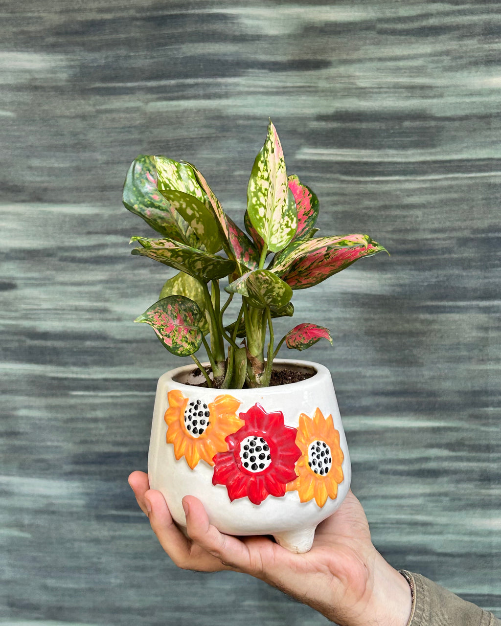 Colourful indoor plant with red and pink leaves, also called Aglaonema Red Pink, ideal for indoor plants in Delhi apartments and AC rooms.