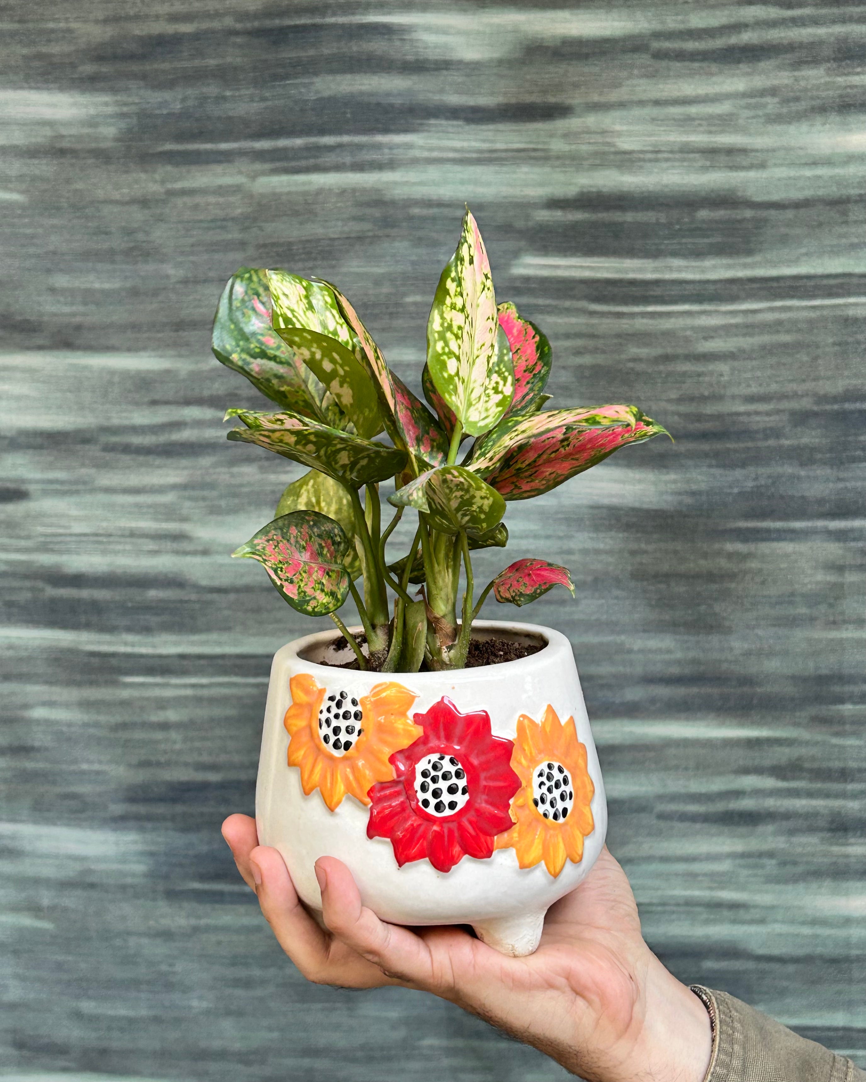 Colourful indoor plant with red and pink leaves, also called Aglaonema Red Pink, ideal for indoor plants in Delhi apartments and AC rooms.