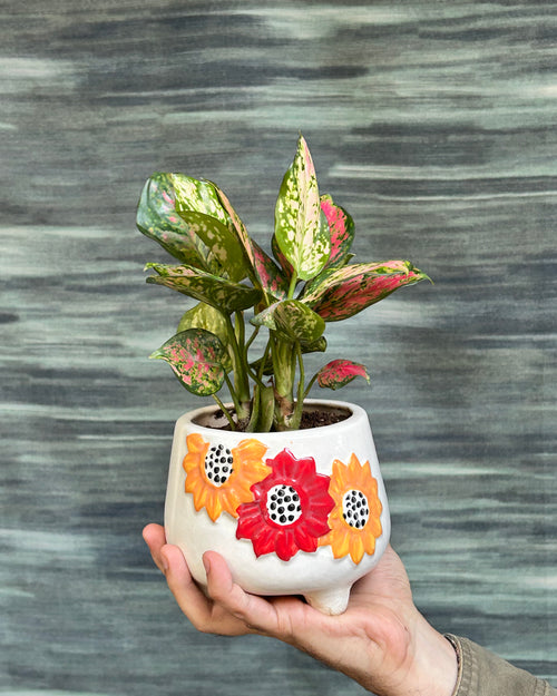 Colourful indoor plant with red and pink leaves, also called Aglaonema Red Pink, ideal for indoor plants in Delhi apartments and AC rooms.