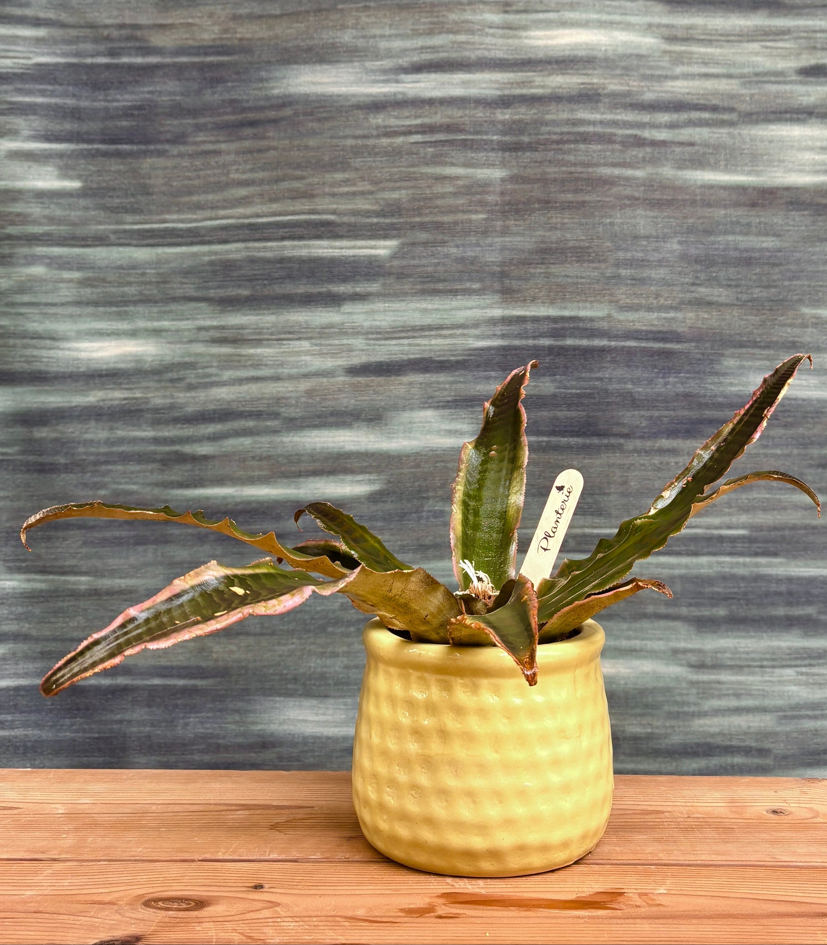Potted plant in a yellow pot on a wooden surface with a gray textured wall background