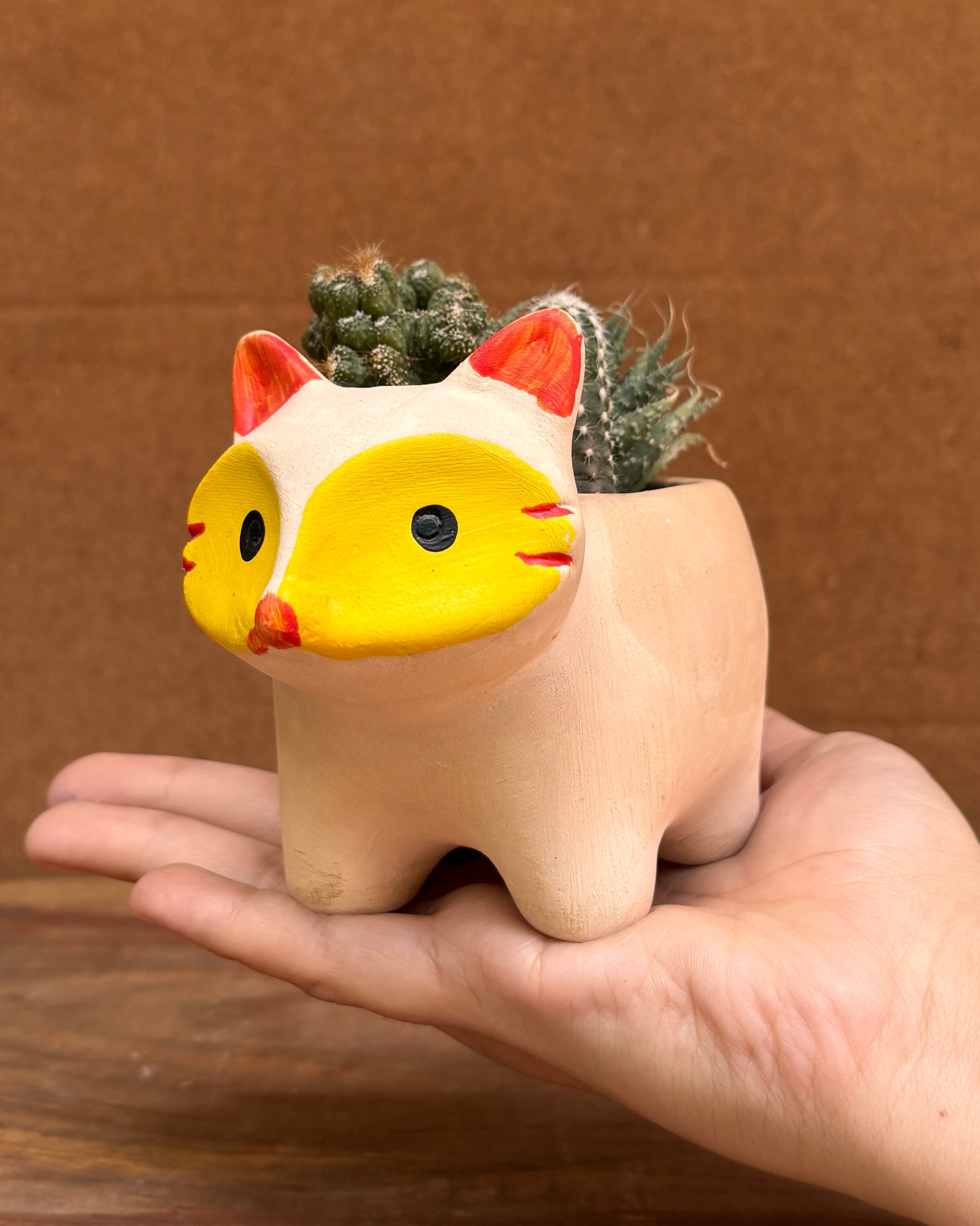 Curated succulents perfect for indoor plant gifts for housewarming and corporate plant gifting in Delhi NCR for World Environment Day
