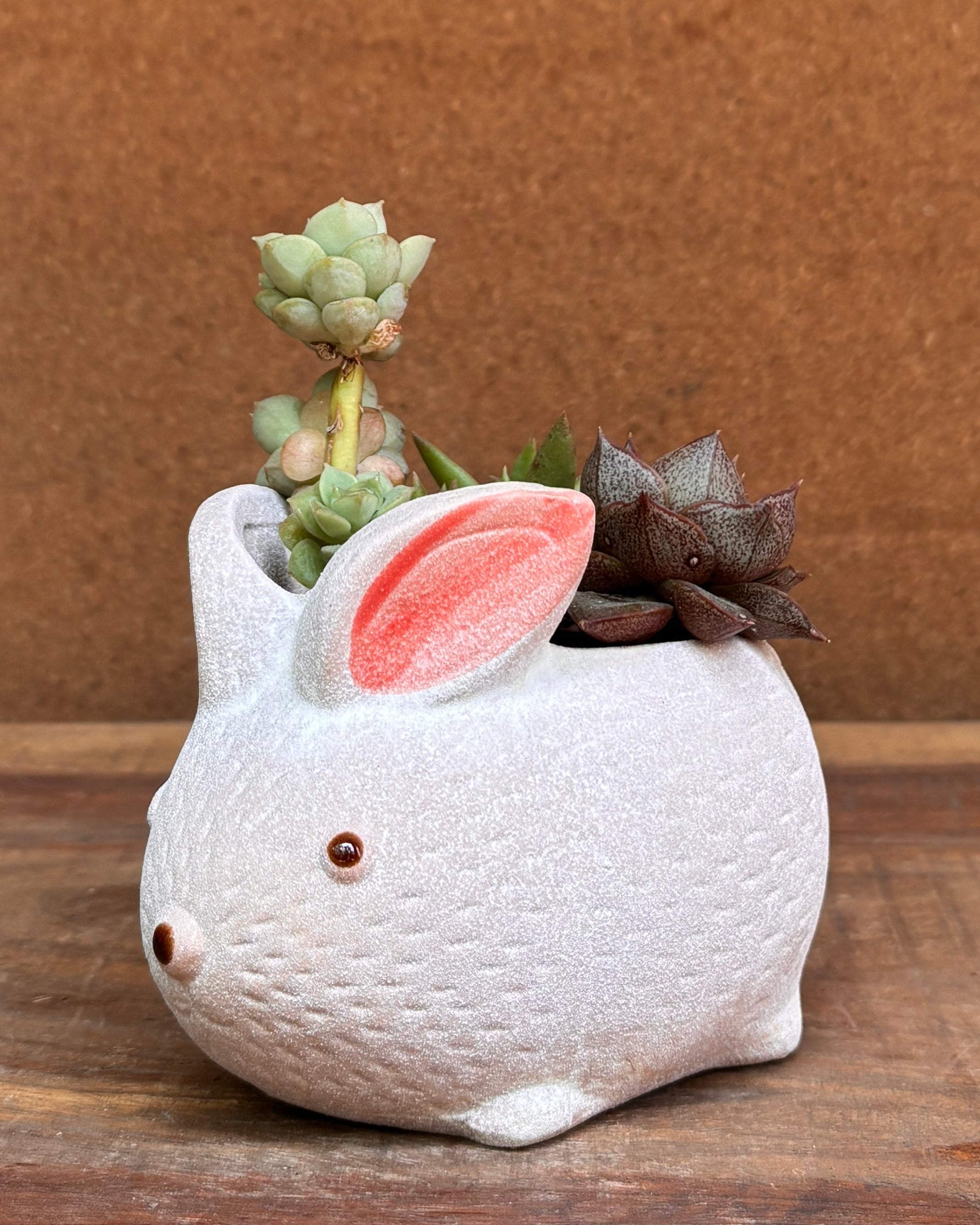 Cute succulent planter ideal for table top plants for gifting and office desk plants India for World Environment Day
