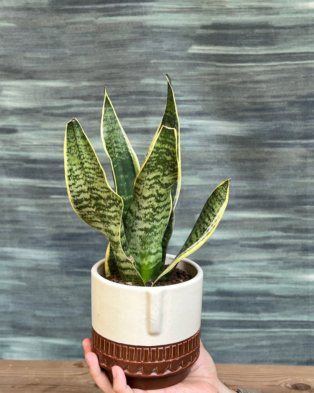 Dwarf snake plant Hahnii low maintenance indoor plant styled on desks and shelves