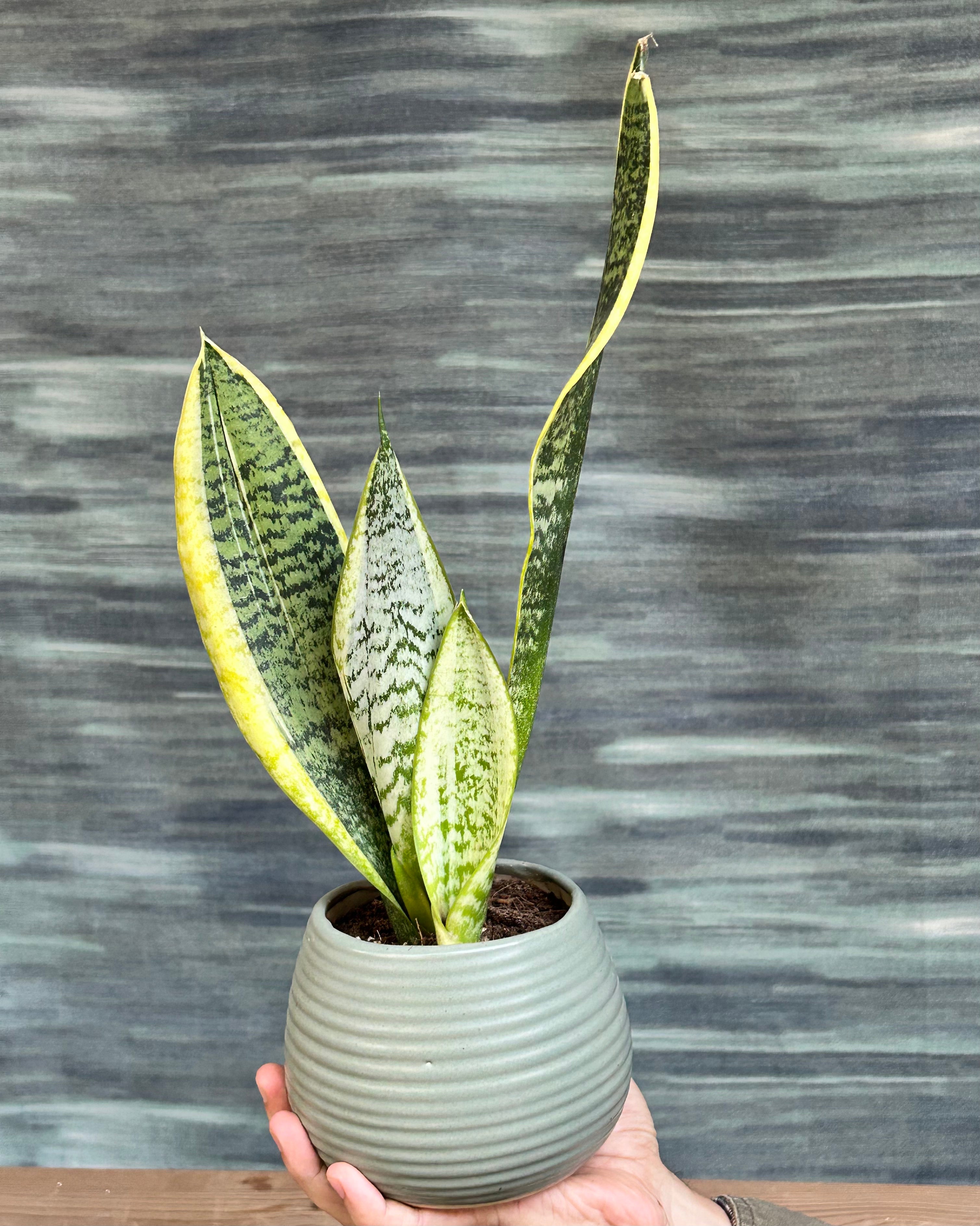 Dwarf snake plant Hahnii low maintenance indoor plant placed on desks and side tables