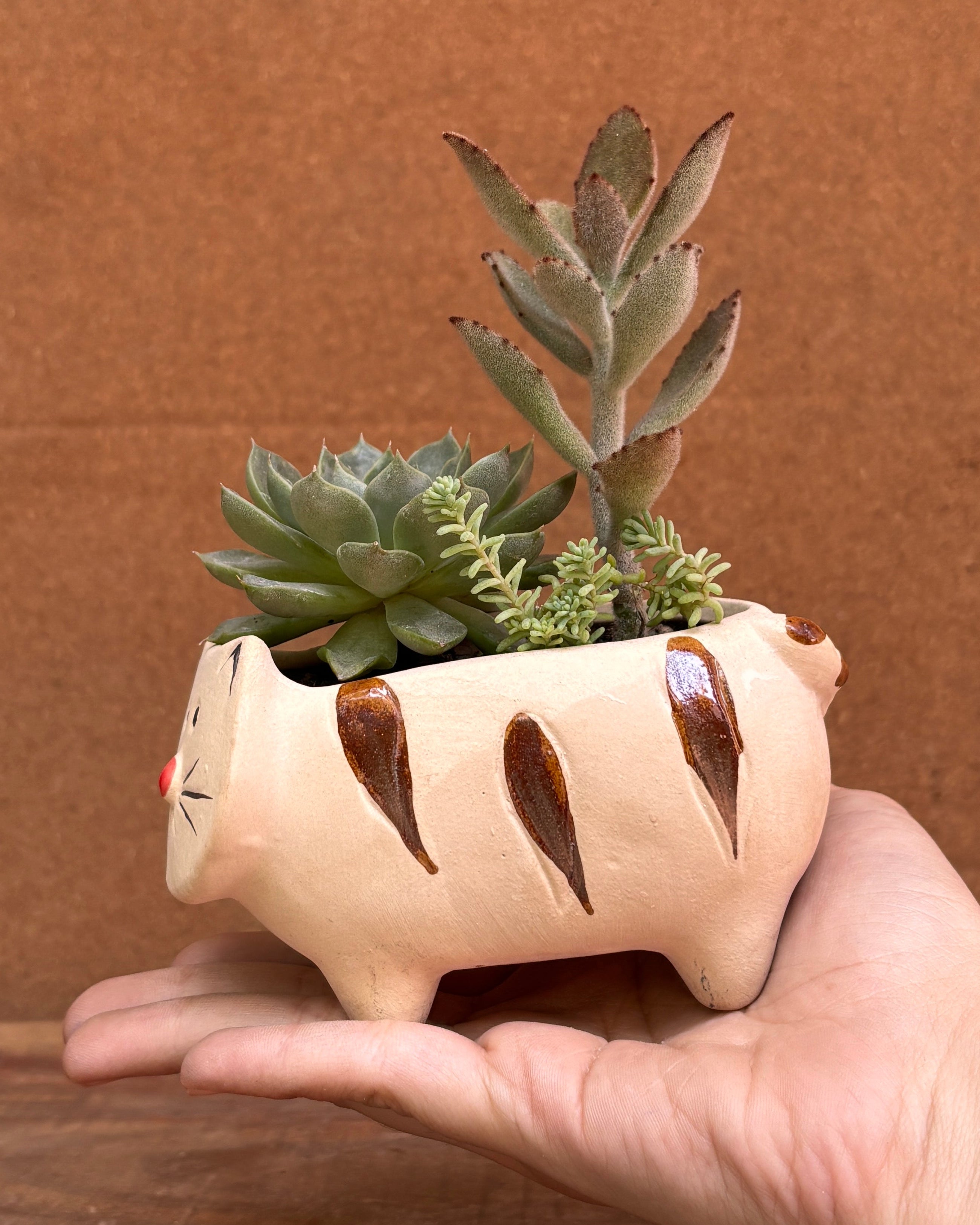 Easy care succulents perfect for indoor plant gifts for housewarming and corporate plant gifting in Delhi for World Environment Day