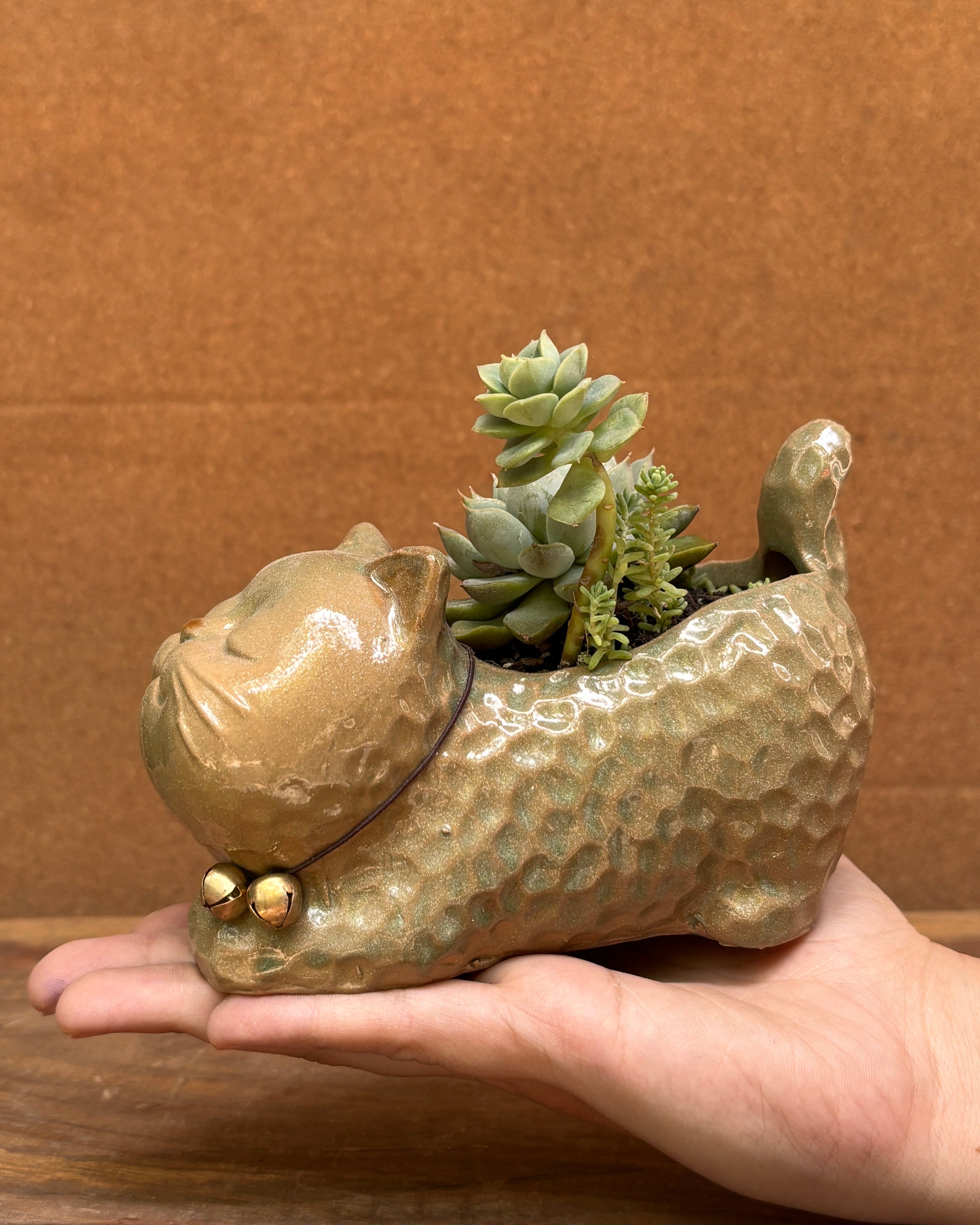 Easy care succulents perfect for indoor plant gifts for housewarming and corporate plant gifting in Delhi NCR  for World Environment Day