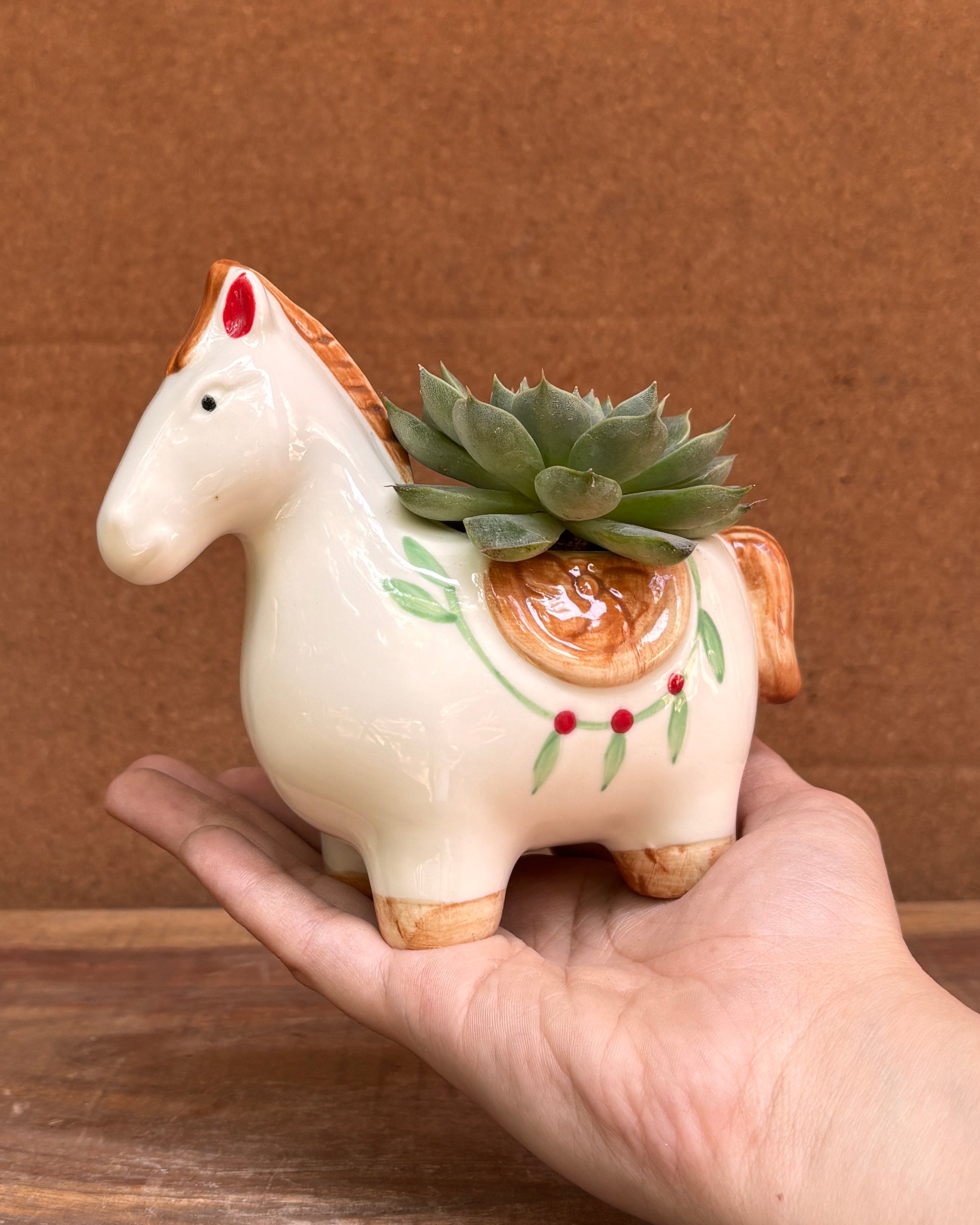 Elegant succulents perfect for indoor plant gifts for housewarming and corporate plant gifting in Delhi NCR for World Environment Day