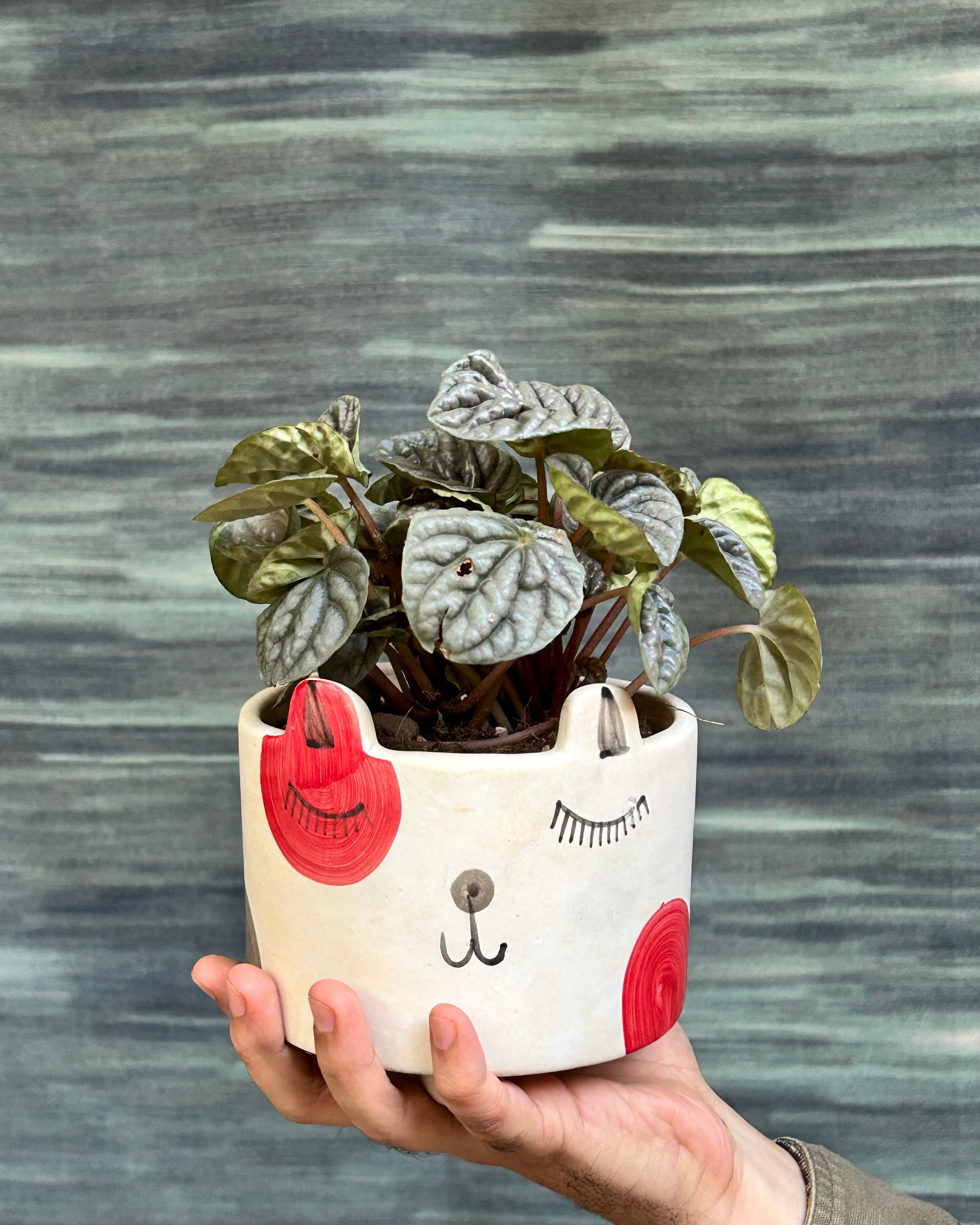 Emerald ripple Peperomia Green compact indoor plant used on study tables and work desks