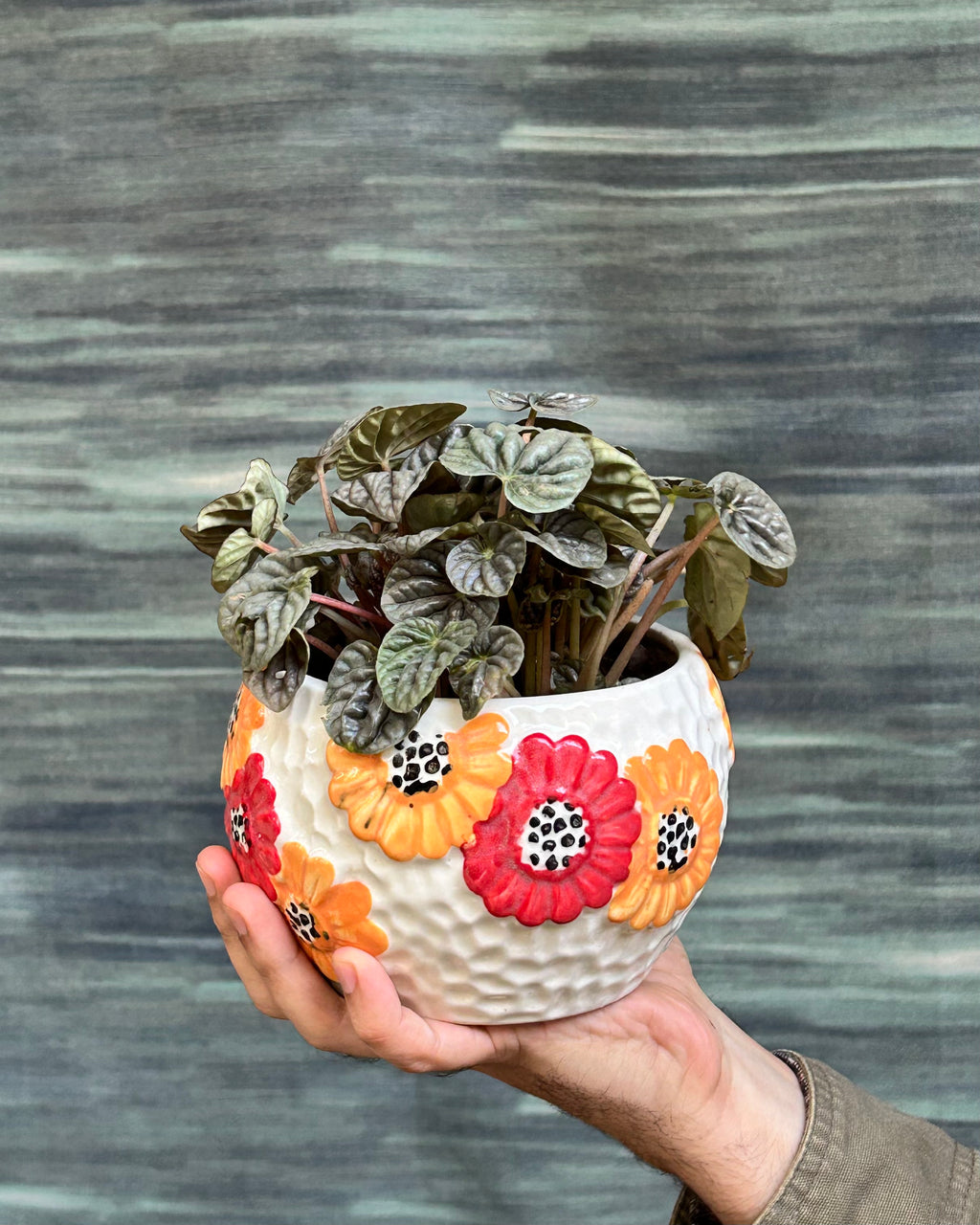 Emerald ripple Peperomia Green compact indoor plant placed on side tables and shelves