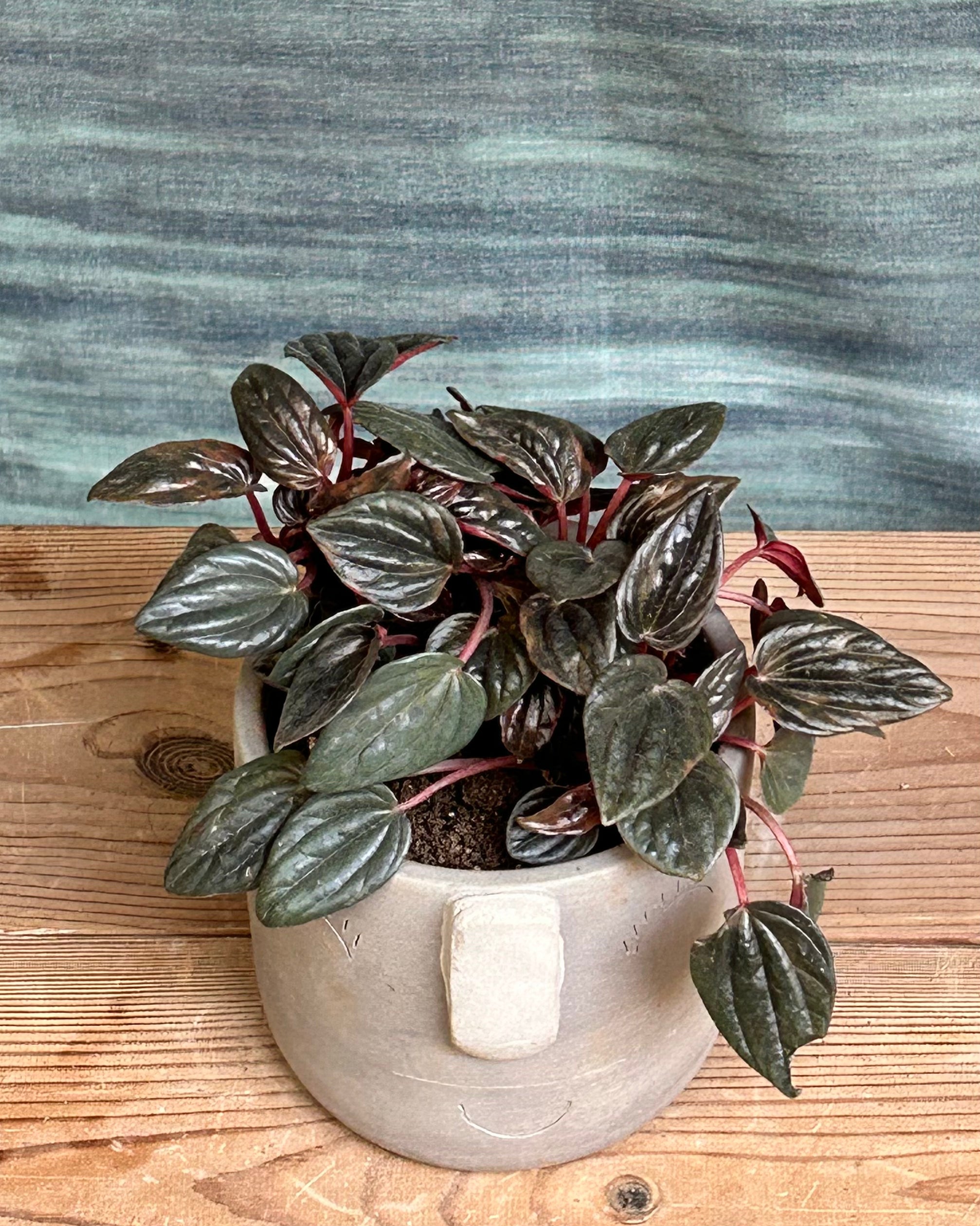 Emerald Ripple Peperomia Rosso low maintenance tabletop plant with textured foliage