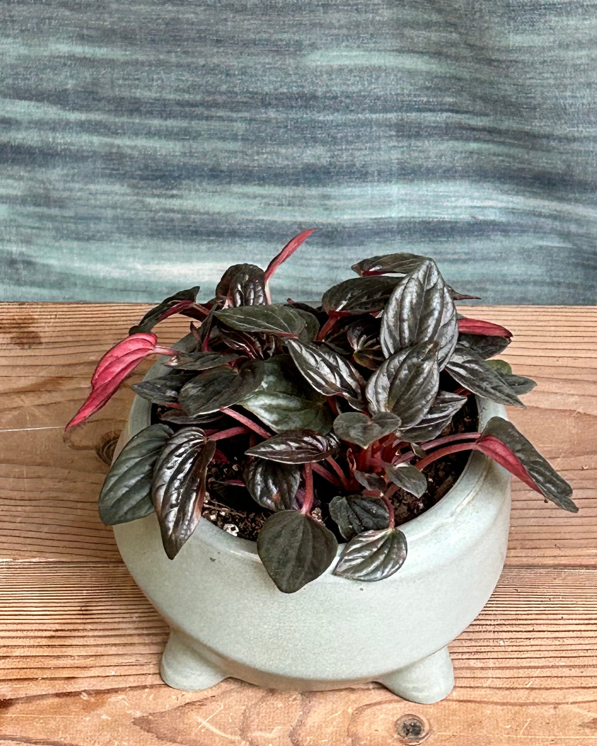 Emerald Ripple Peperomia Rosso small, pet-friendly indoor plant that works well as a gift
