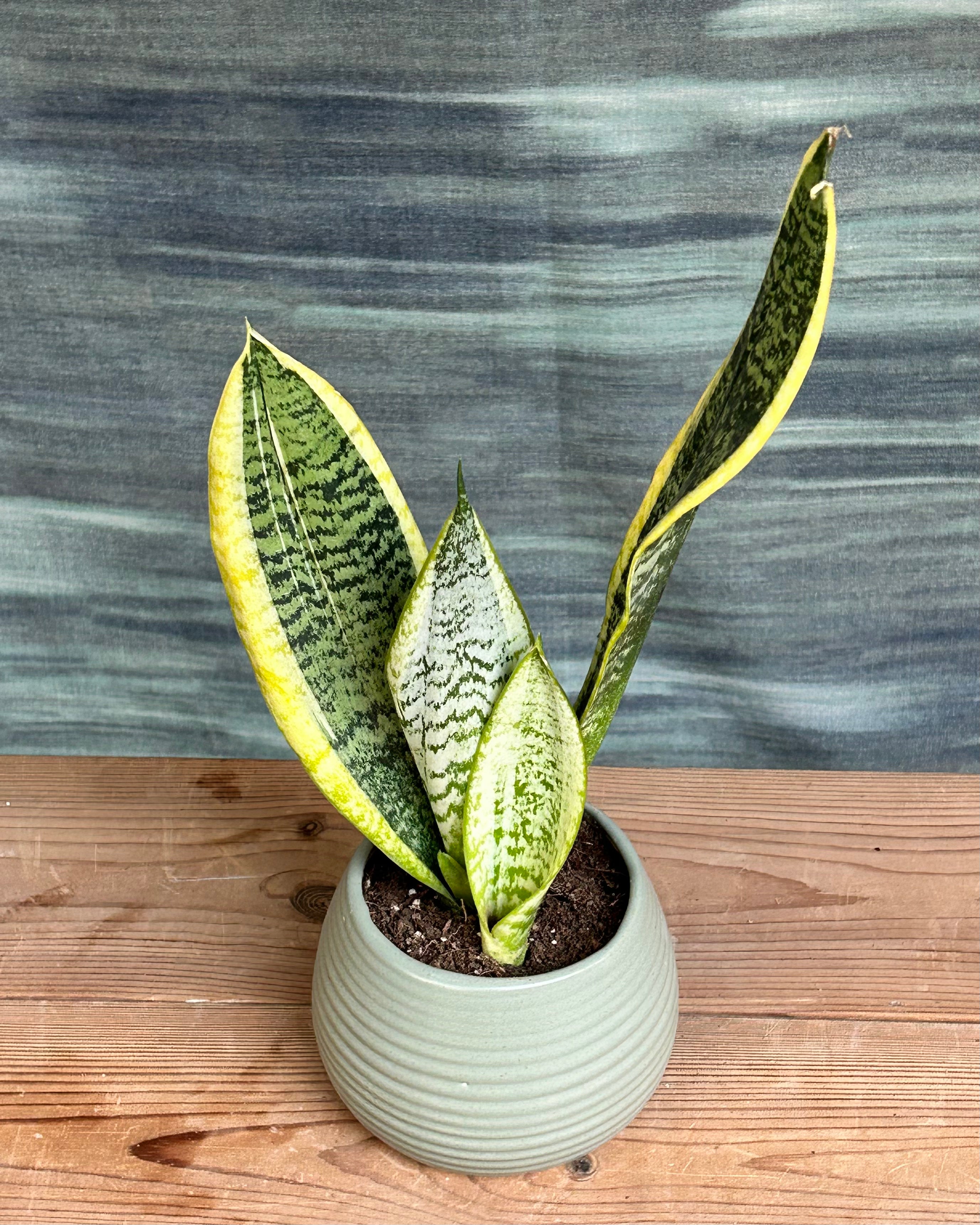 Golden Hahnii snake plant used as an easy indoor plant for Indian homes in bright or low light