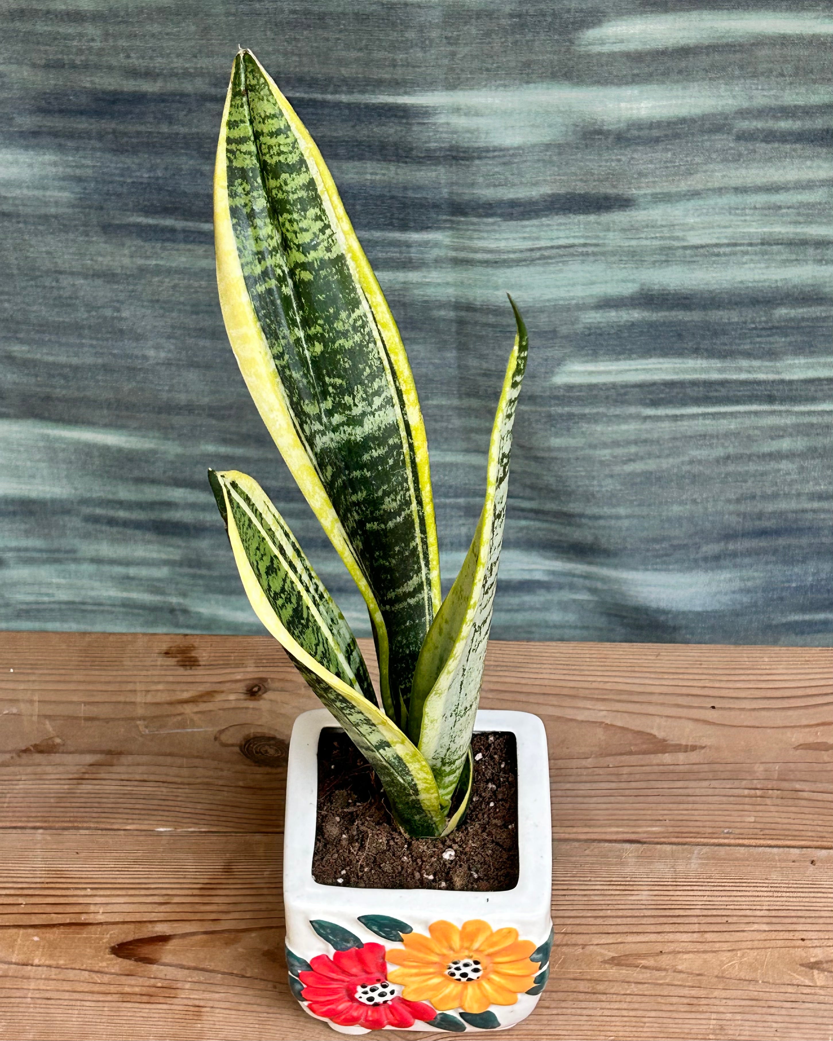 Golden Hahnii snake plant used as a small indoor plant for Indian homes in bright or low light
