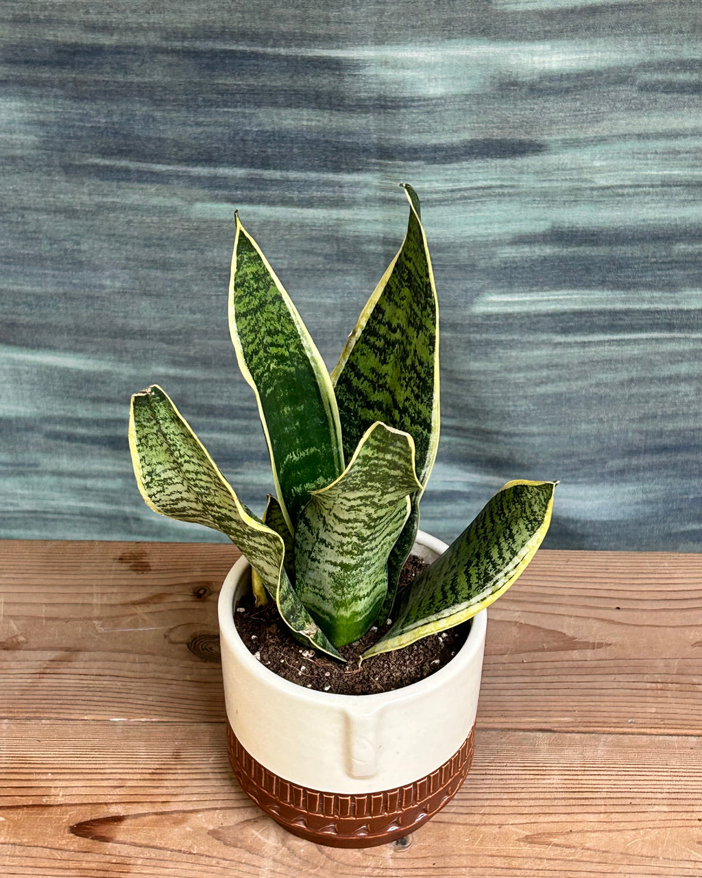 Golden Hahnii snake plant used as a small indoor plant for Indian homes in bright or low light